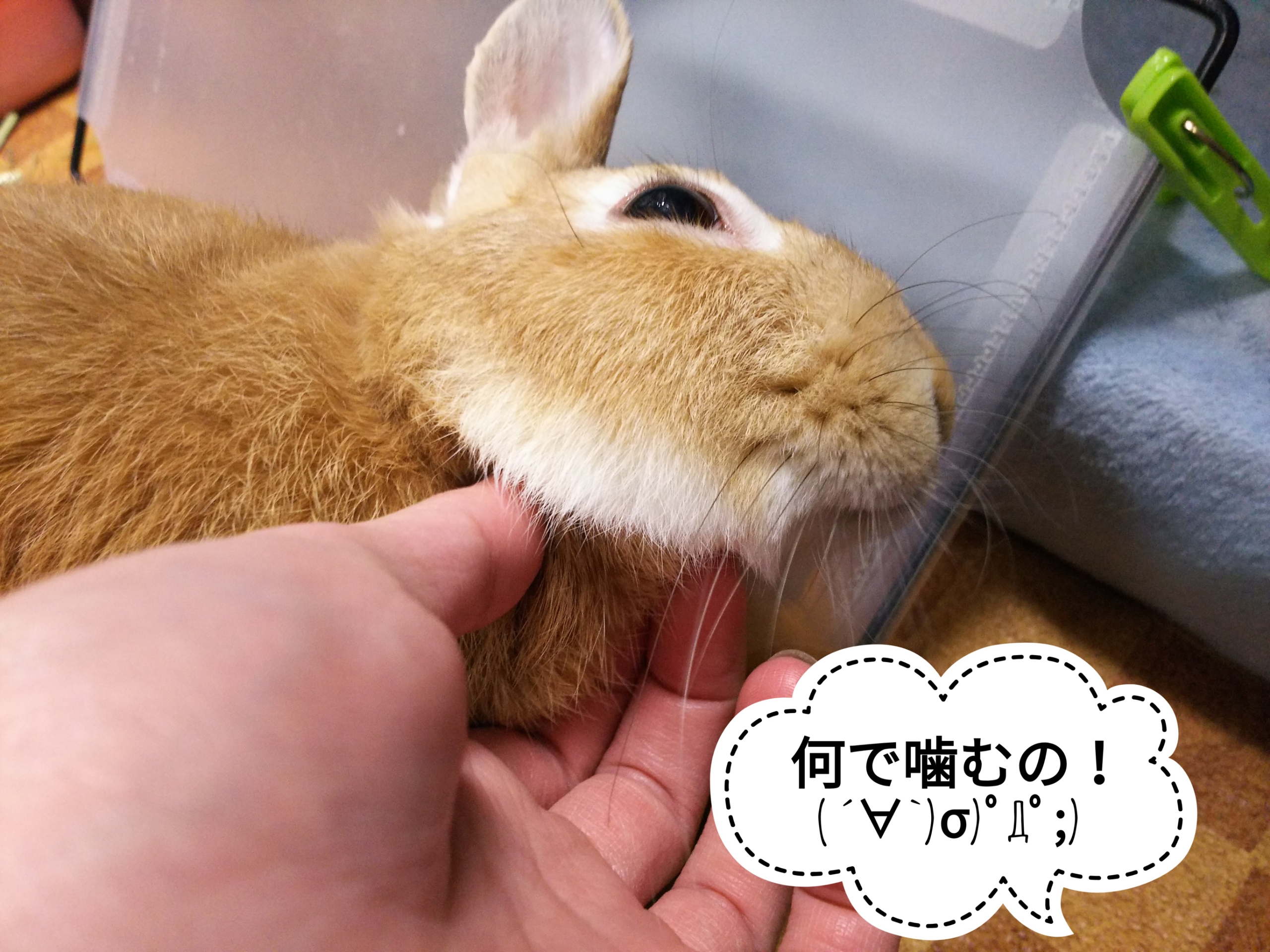 ささやかな反抗 ぺろぺろうさぎぷうの部屋 ささやかな反抗 ぺろぺろうさぎぷうの部屋