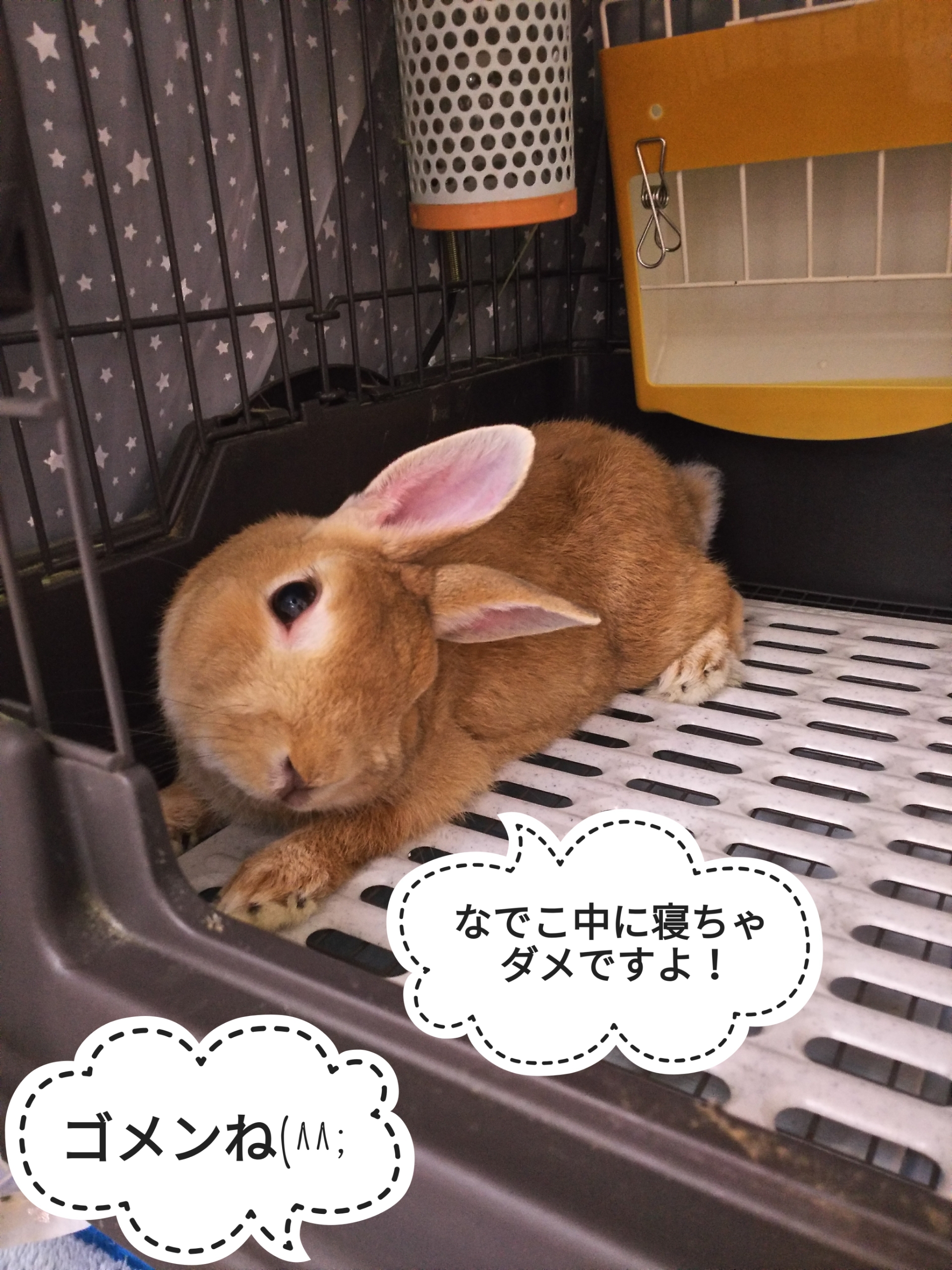 ぷうちゃんの気遣い ぺろぺろうさぎぷうの部屋