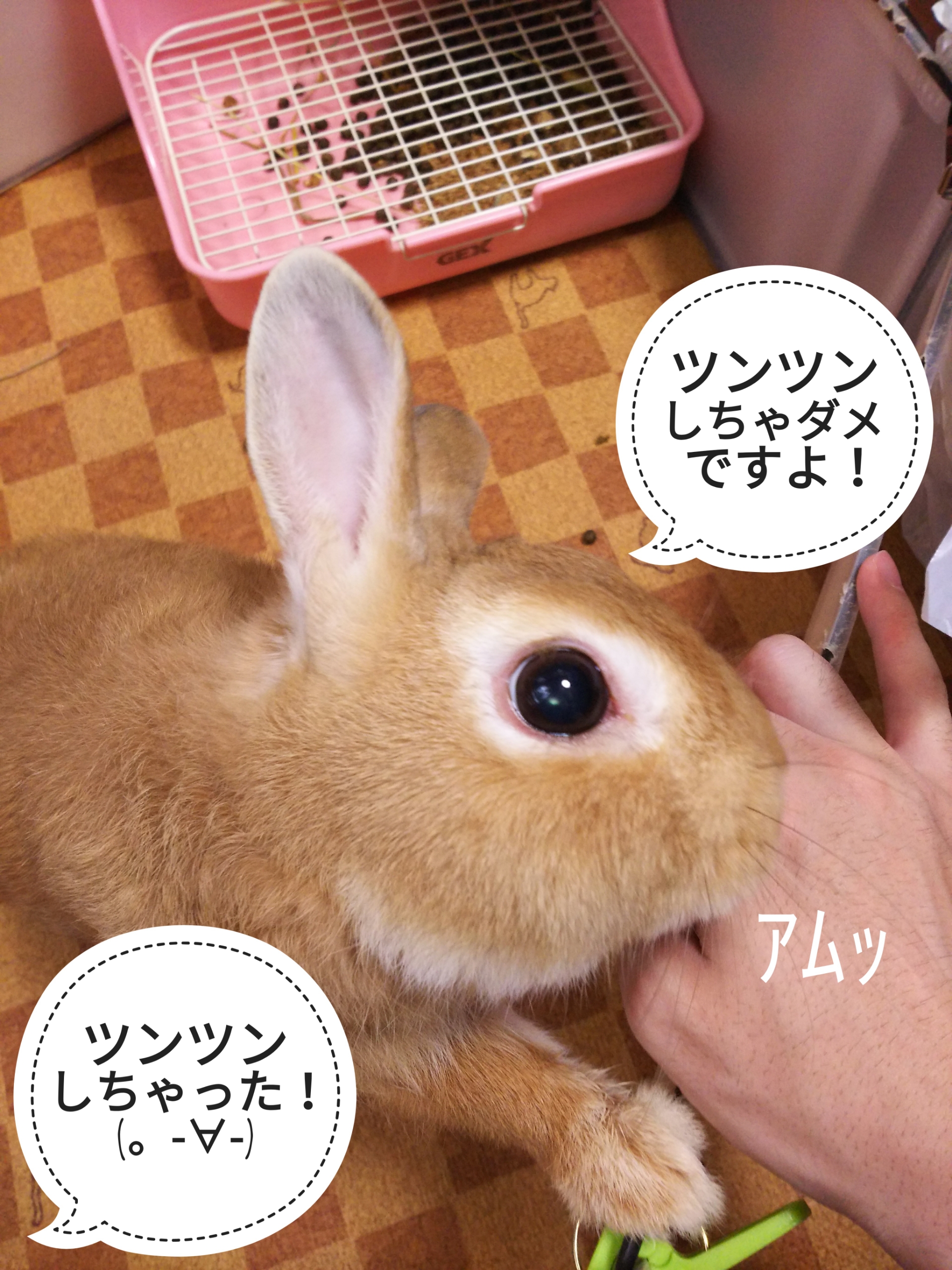 ぷうちゃんをツンツン S ぺろぺろうさぎぷうの部屋