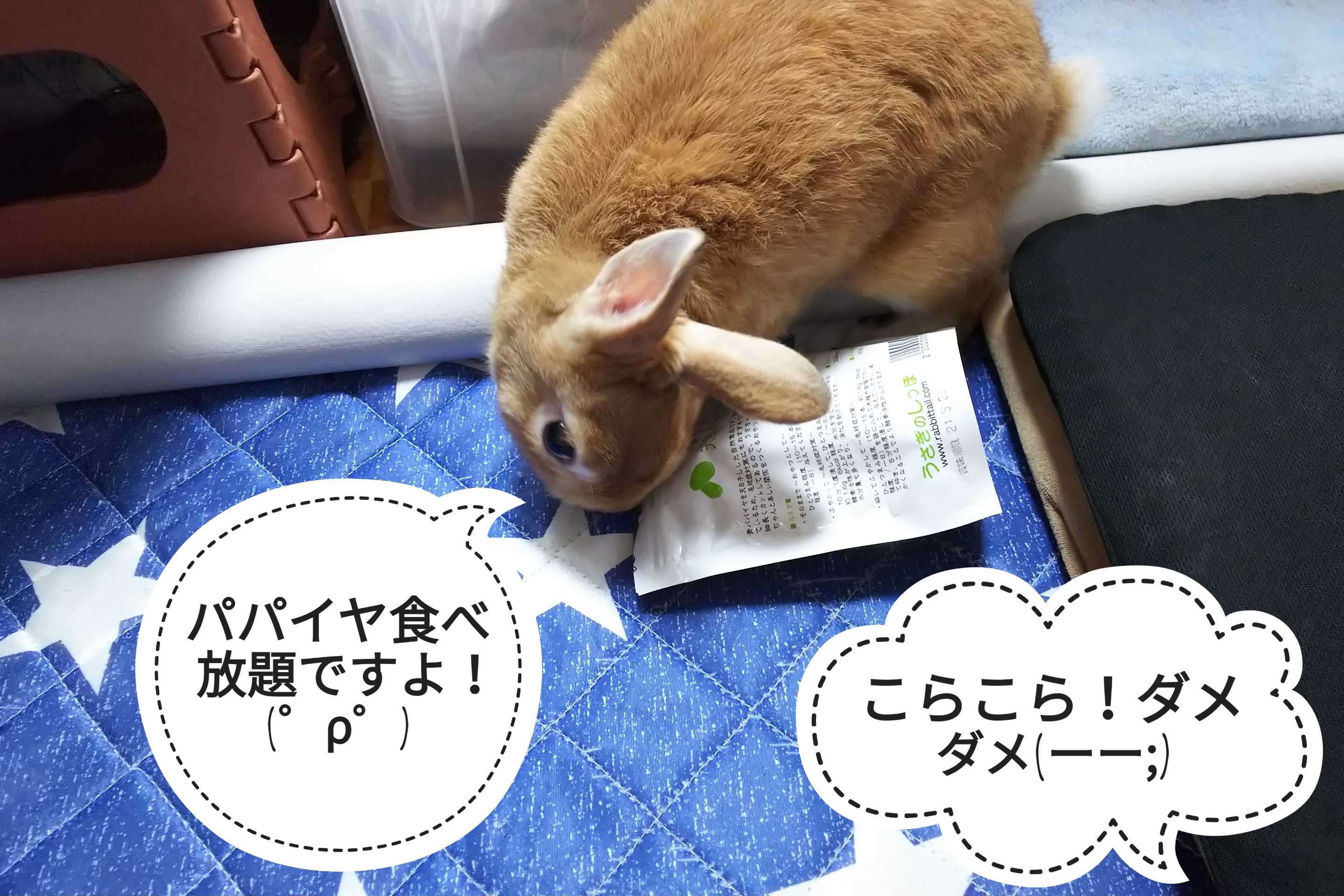 パパイヤ見つけた ぺろぺろうさぎぷうの部屋