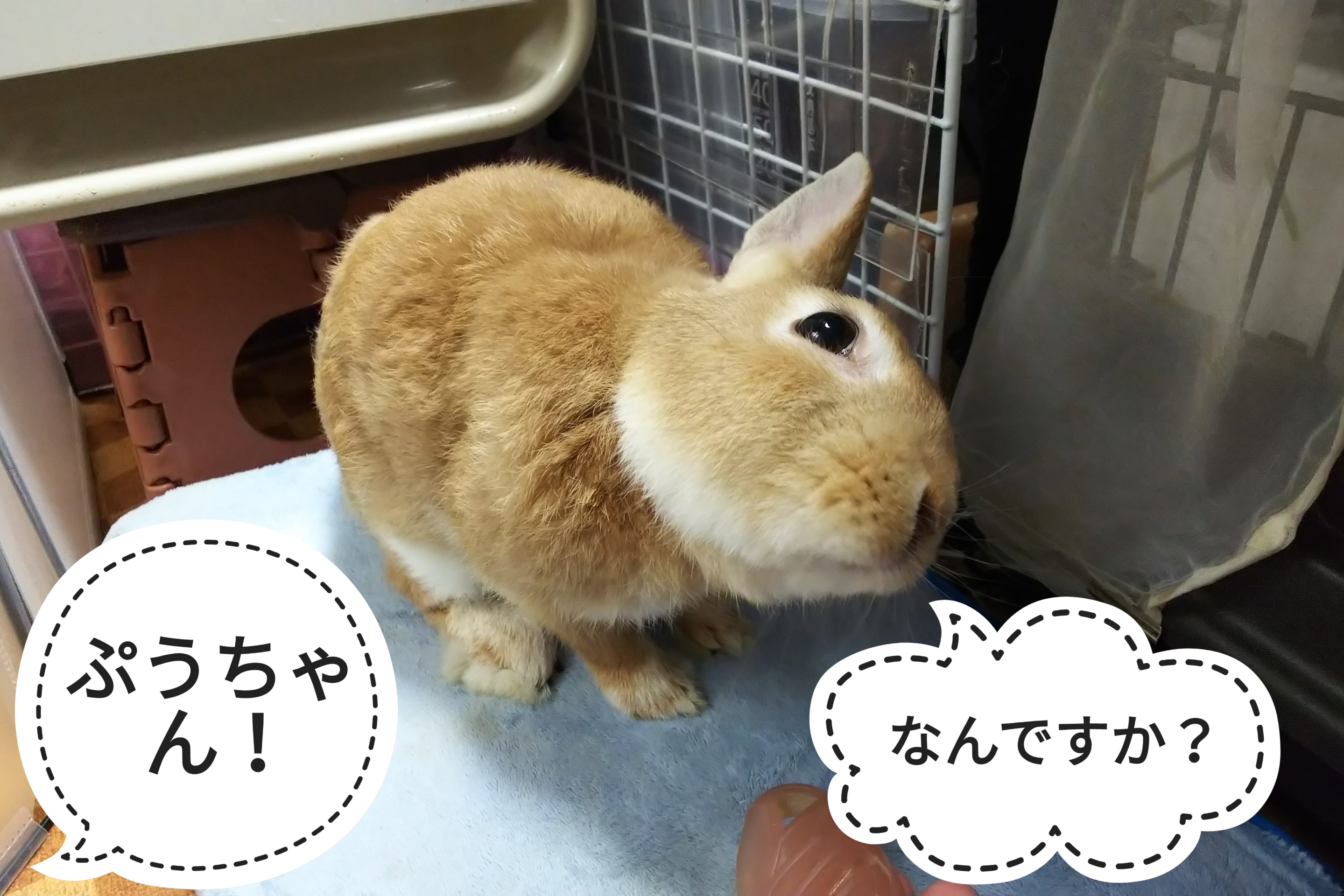 久しぶりのグルーミング ぺろぺろうさぎぷうの部屋