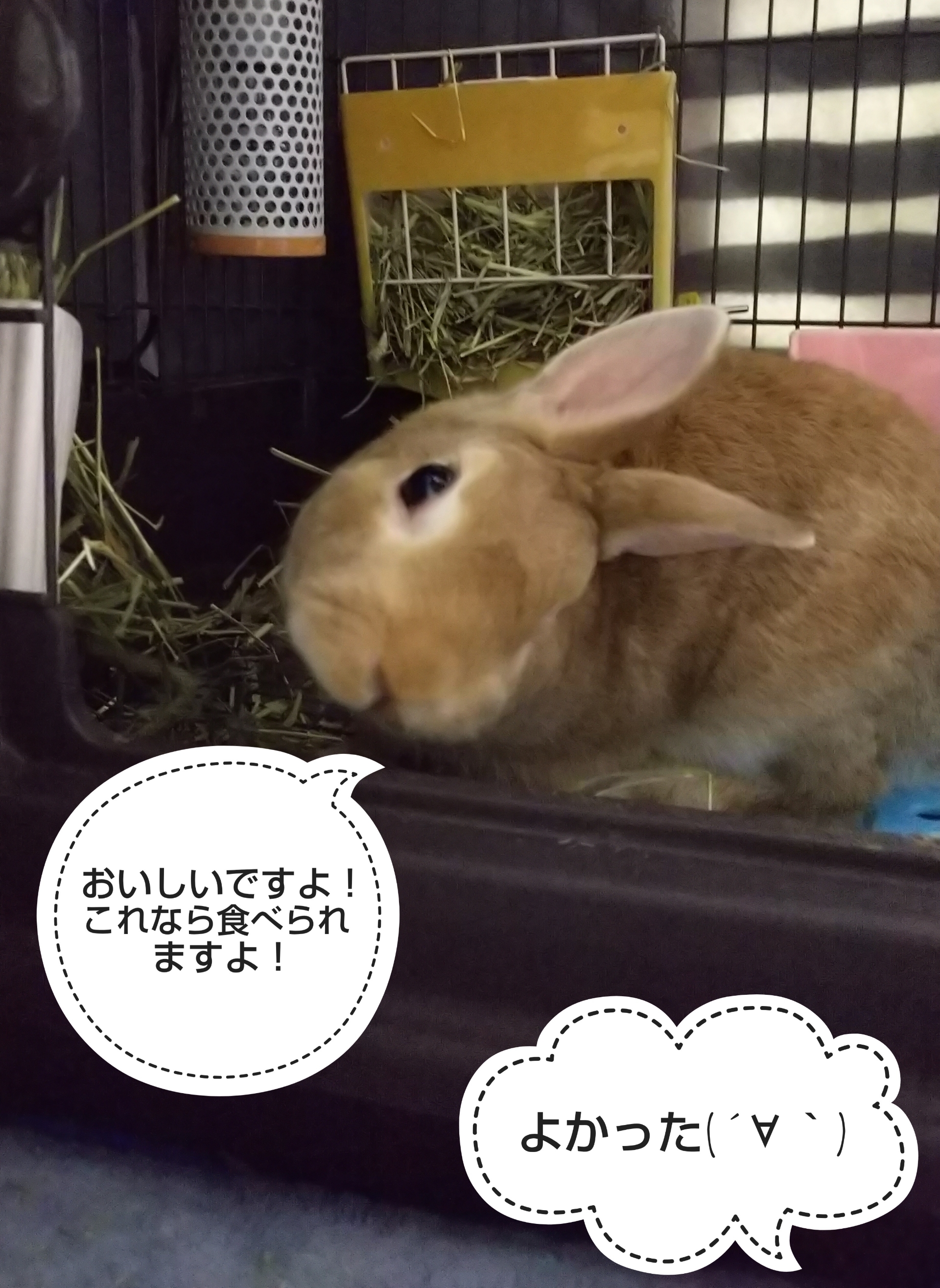 チモシー変えてみたら やっぱりね ぺろぺろうさぎぷうの部屋