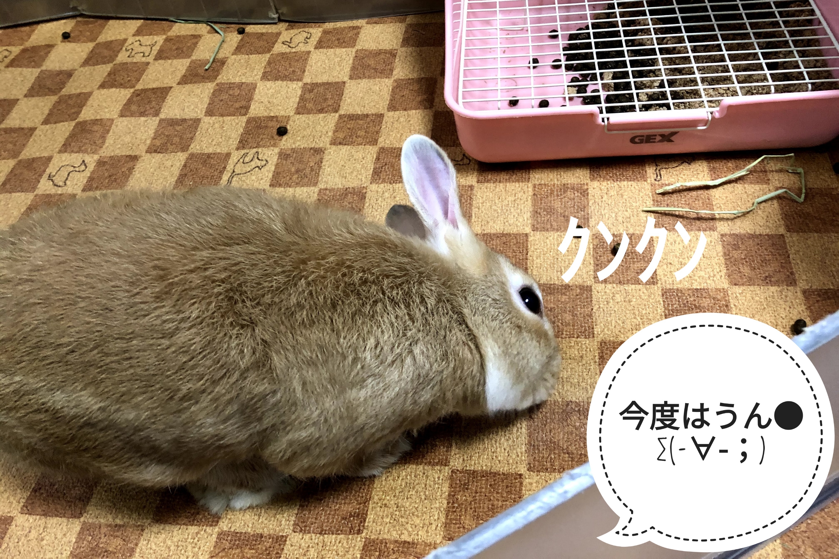 今日はかまってちゃんじゃないの ぺろぺろうさぎぷうの部屋