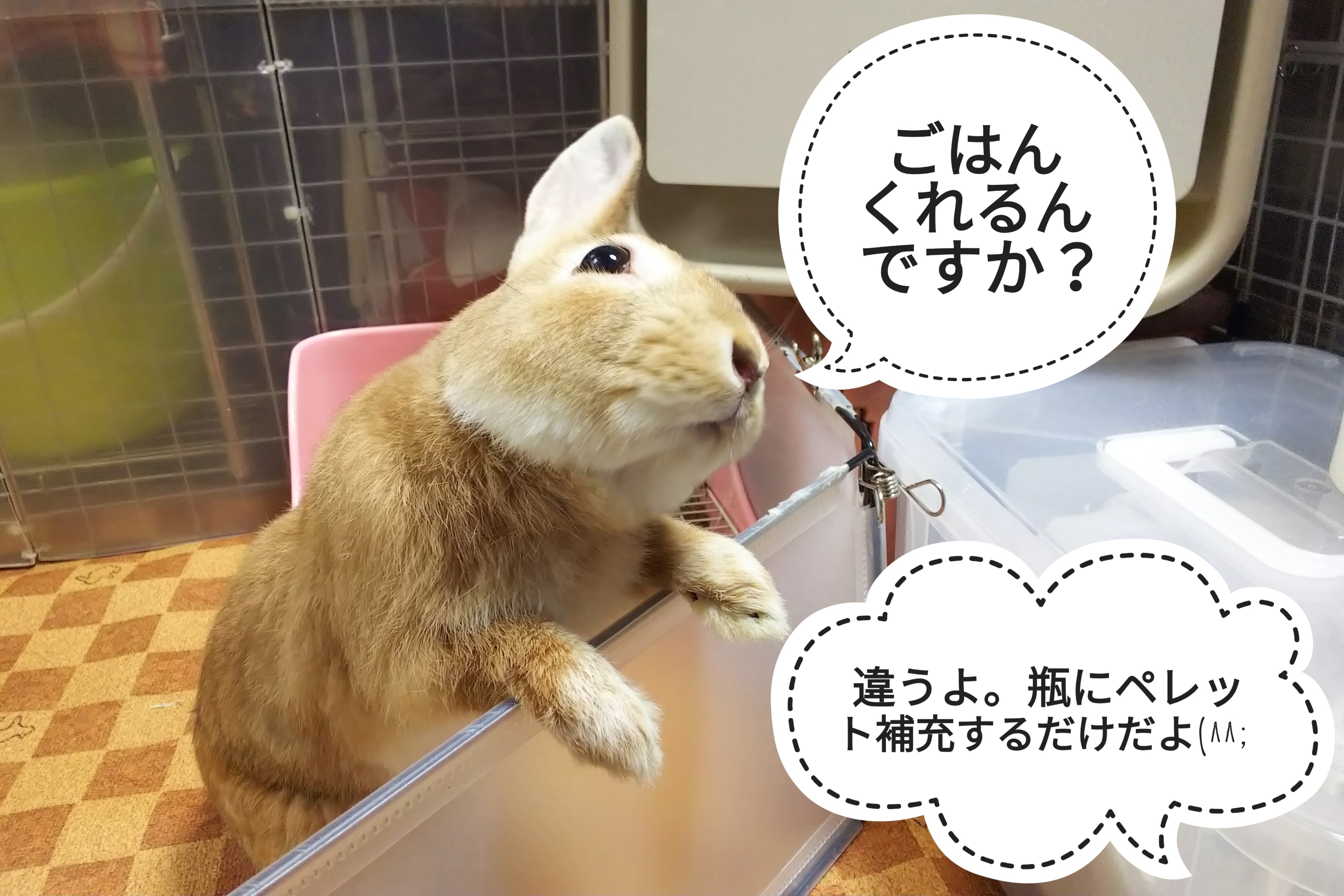 思ってた以上の食い意地 ぺろぺろうさぎぷうの部屋