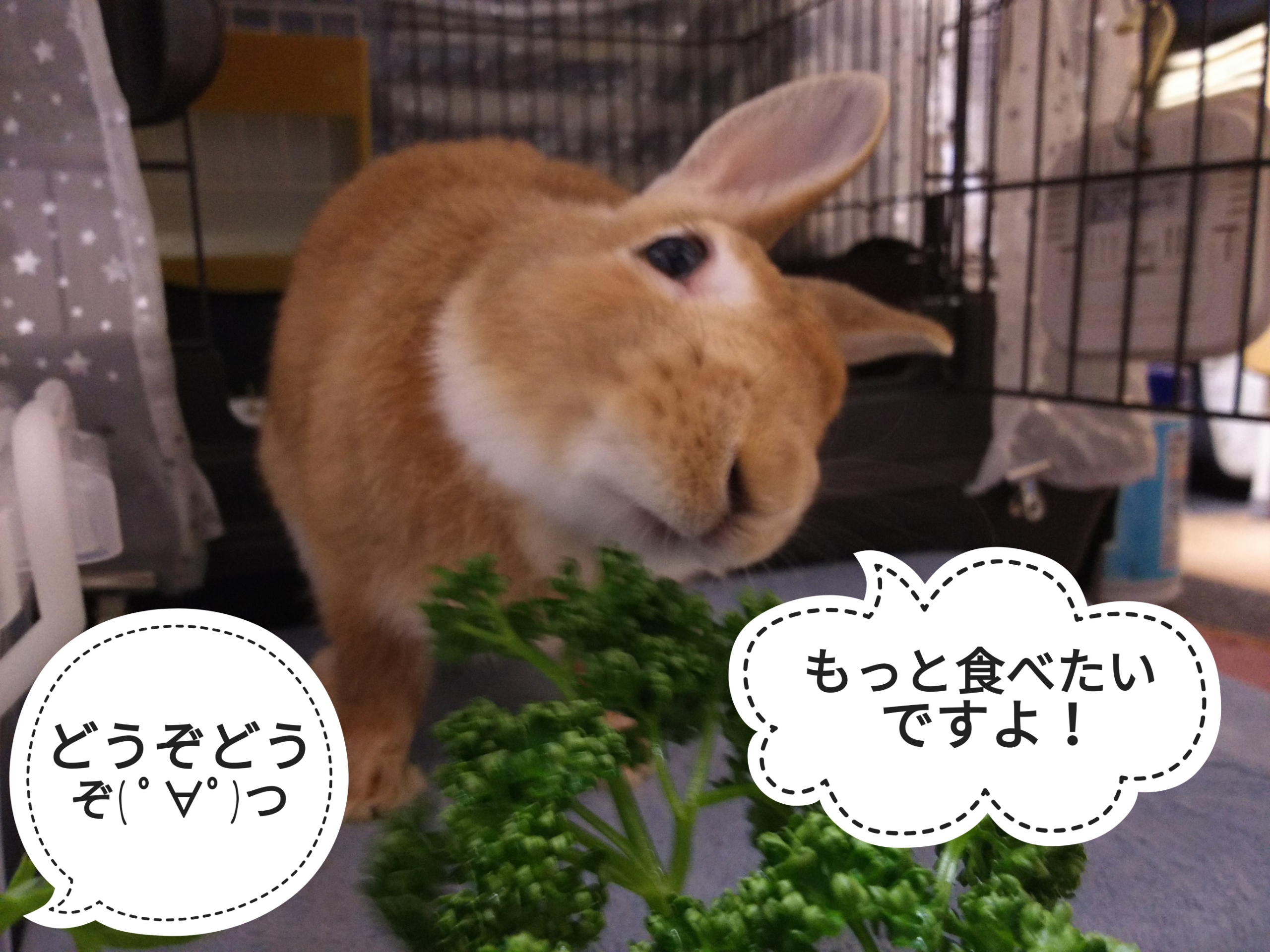 パセリと春菊 ぺろぺろうさぎぷうの部屋