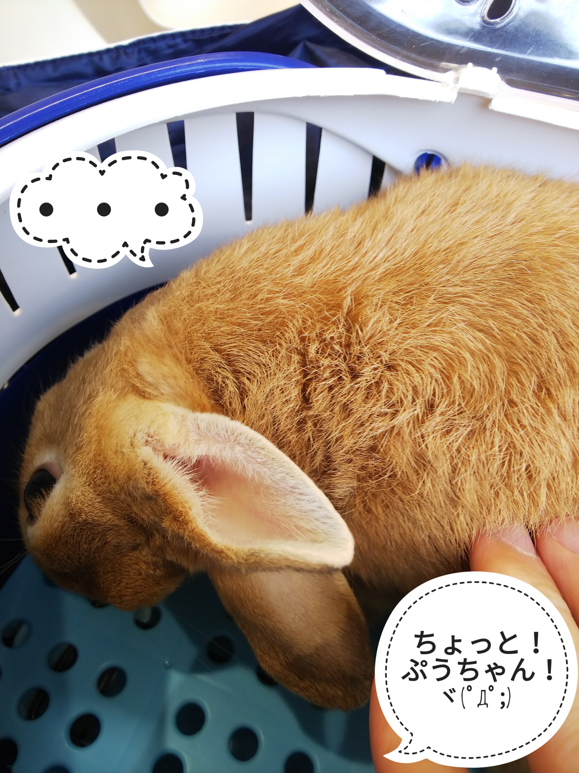 元気のないワケ ぺろぺろうさぎぷうの部屋