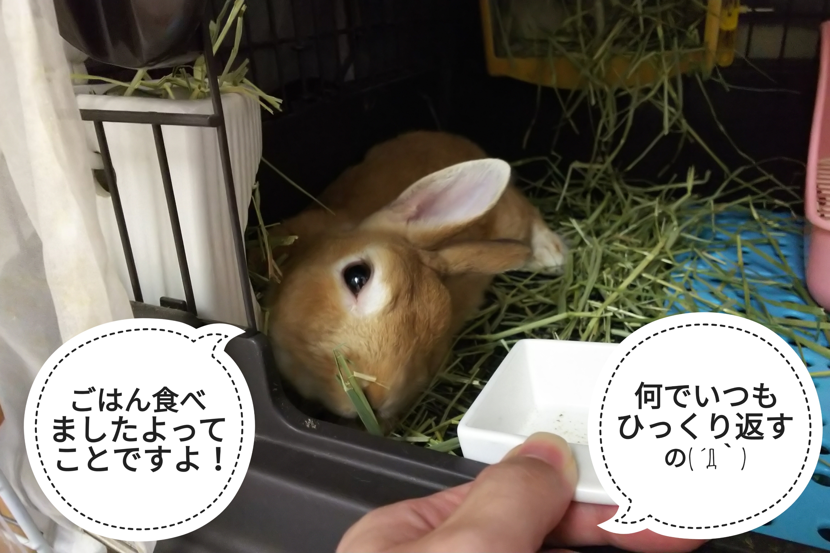 ひっくり返されるお皿 ぺろぺろうさぎぷうの部屋