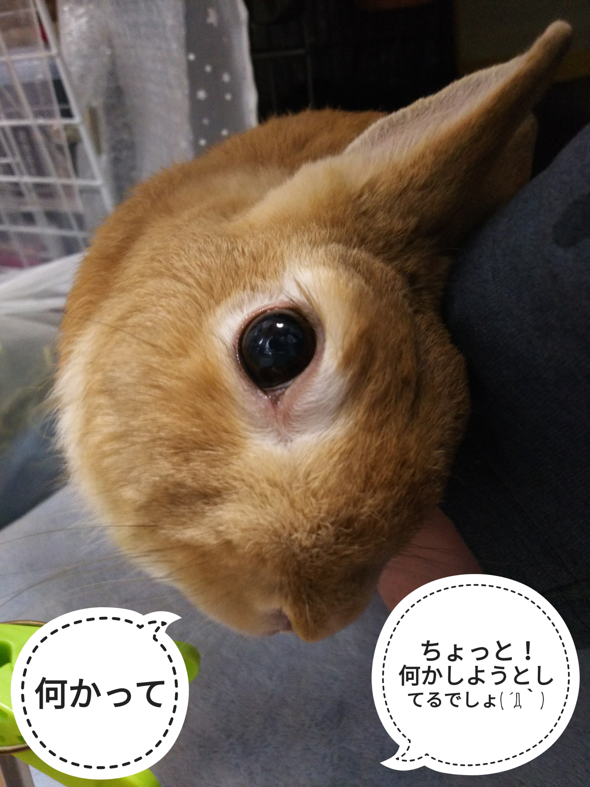 ぺろぺろのワケ ぺろぺろうさぎぷうの部屋 ぺろぺろのワケ ぺろぺろうさぎぷうの部屋