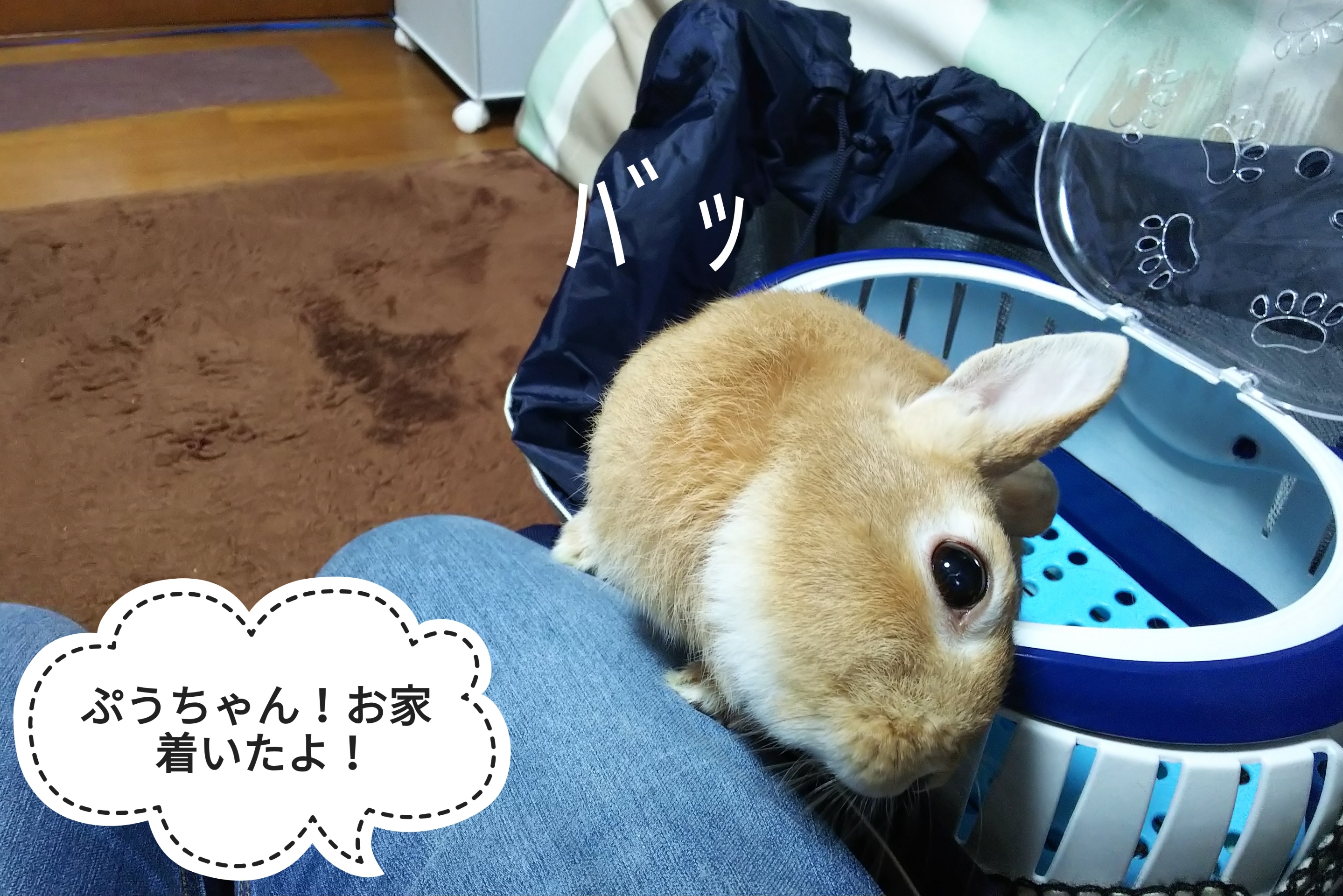 助けてサイン ぺろぺろうさぎぷうの部屋