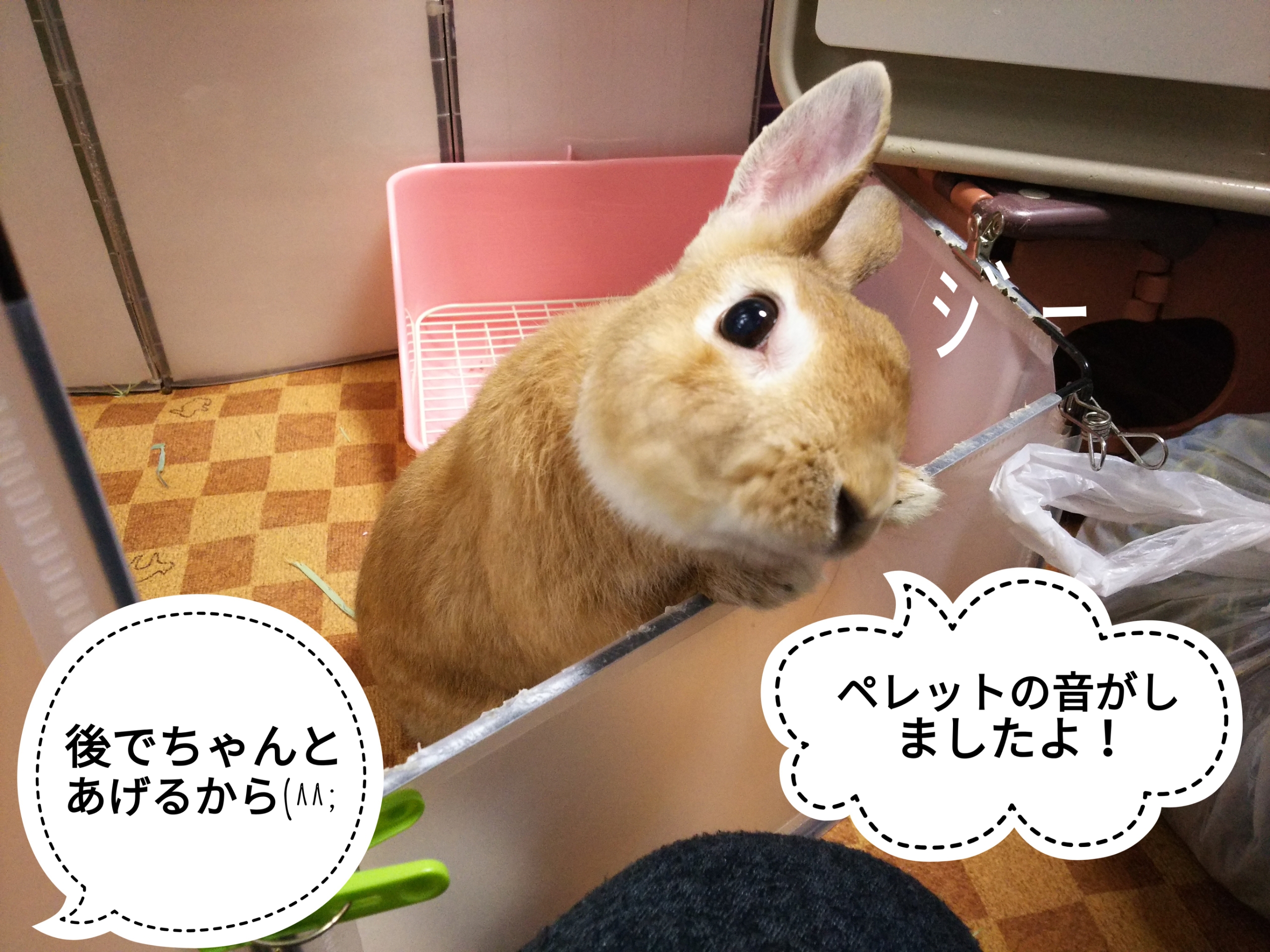 無視しちゃダメ ぺろぺろうさぎぷうの部屋 無視しちゃダメ ぺろぺろうさぎぷうの部屋