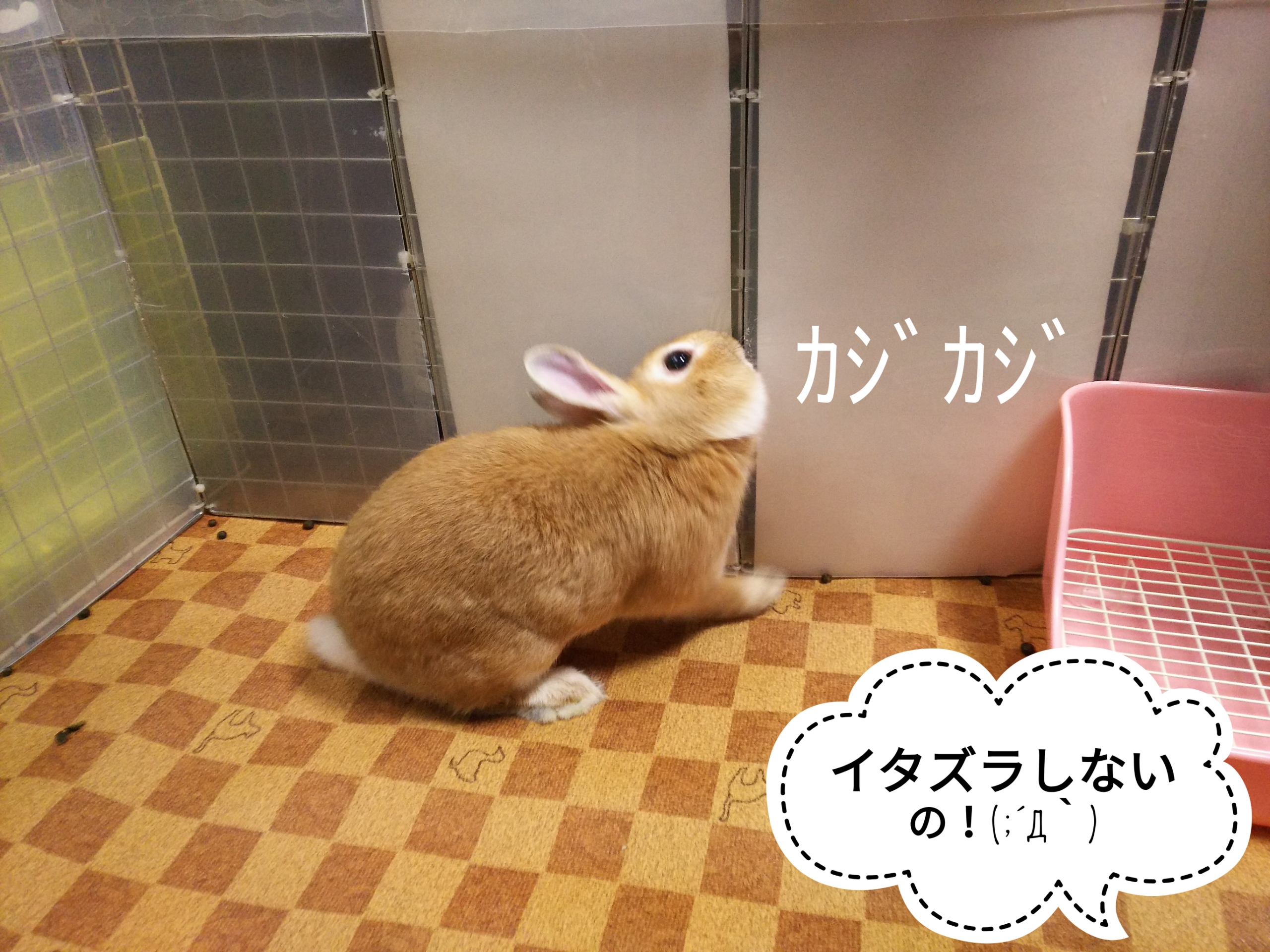 イタズラからのかまってループ ぺろぺろうさぎぷうの部屋
