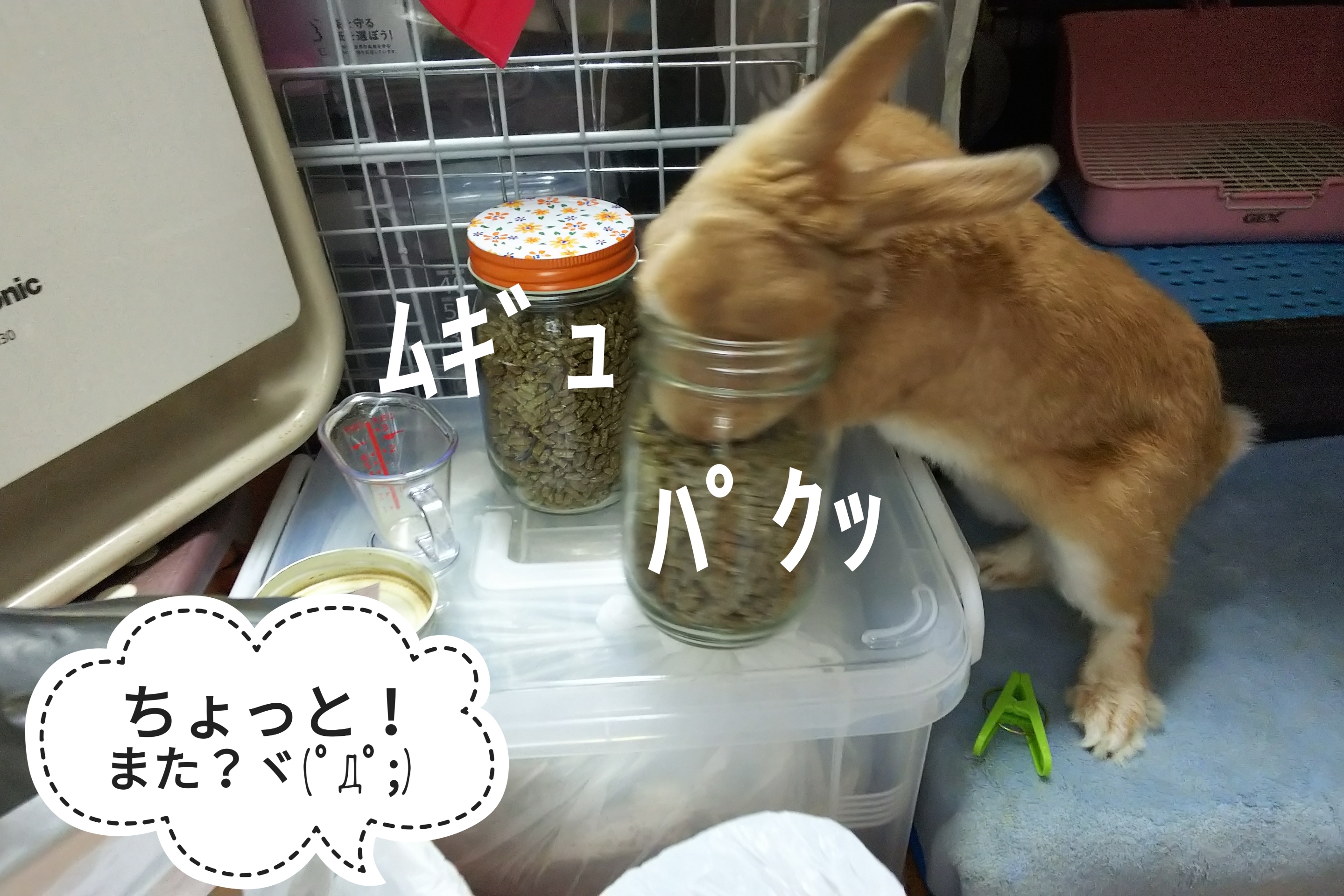責任を持って ぺろぺろうさぎぷうの部屋 責任を持って ぺろぺろうさぎぷうの部屋