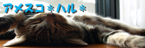 アメスコ*ハル*