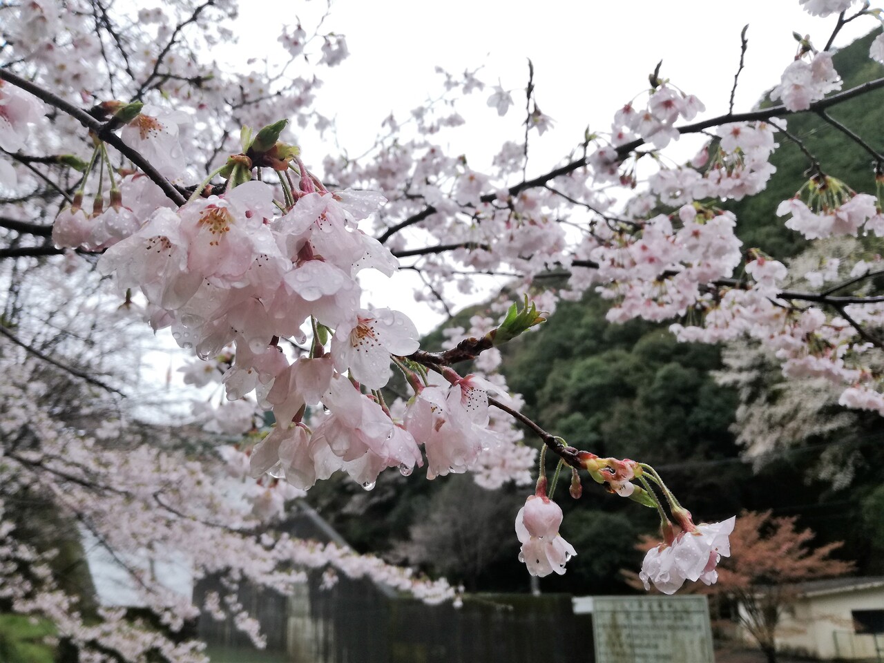 島ノ瀬ダムで桜の花見 桜と雨 Puyomeのごはんできてるよ