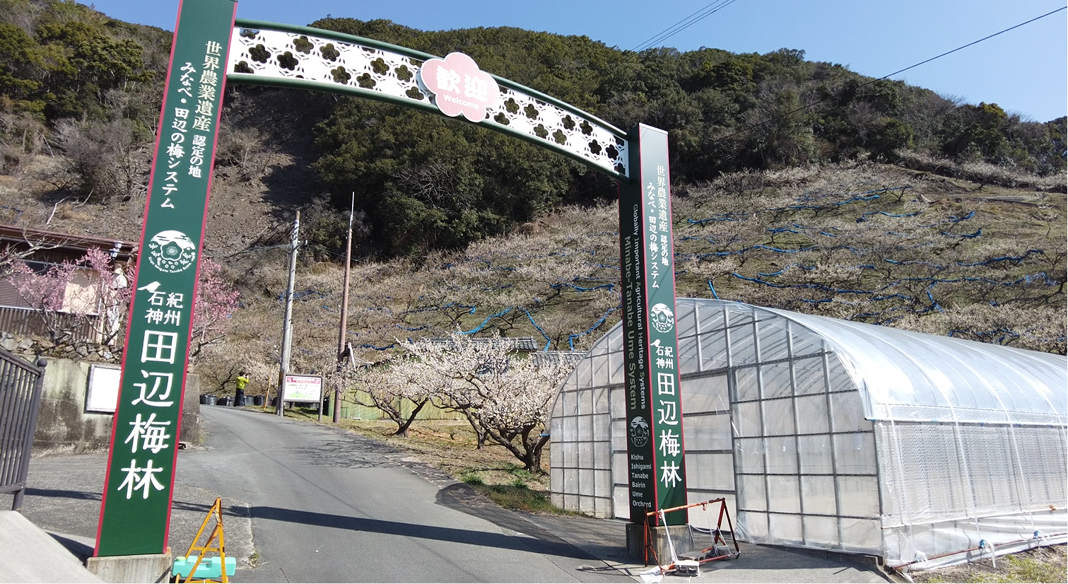 21年2月日 みなべ 田辺の梅の開花状況 石神田辺梅林は6分咲きくらい Puyomeのごはんできてるよ 21年2月日 みなべ 田辺の梅の開花状況 石神田辺梅林は6分咲きくらい Puyomeのごはんできてるよ