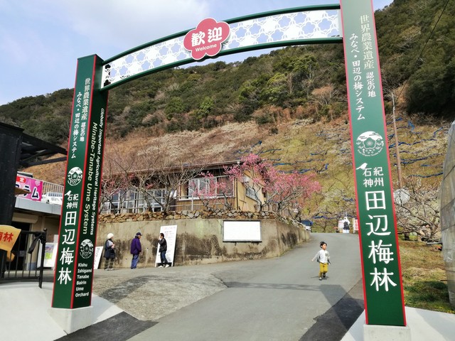 紀州石神田辺梅林も1週間早かったか ゚d゚ Puyomeのごはんできてるよ 紀州石神田辺梅林も1週間早かったか ゚d゚ Puyomeのごはんできてるよ