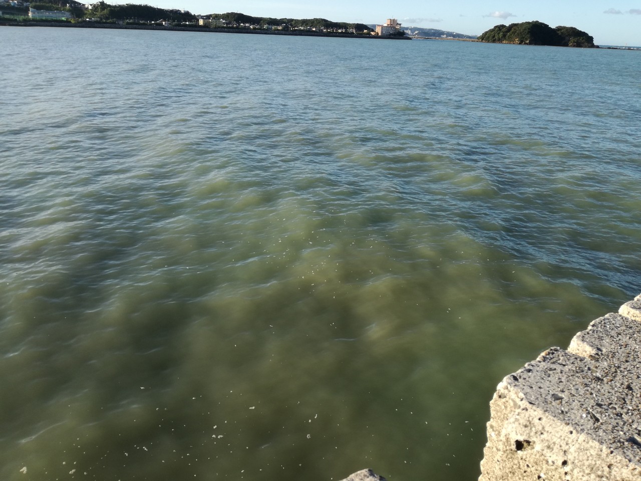 台風の後だから ウナギ釣れないかな ﾟdﾟ Puyomeのごはんできてるよ