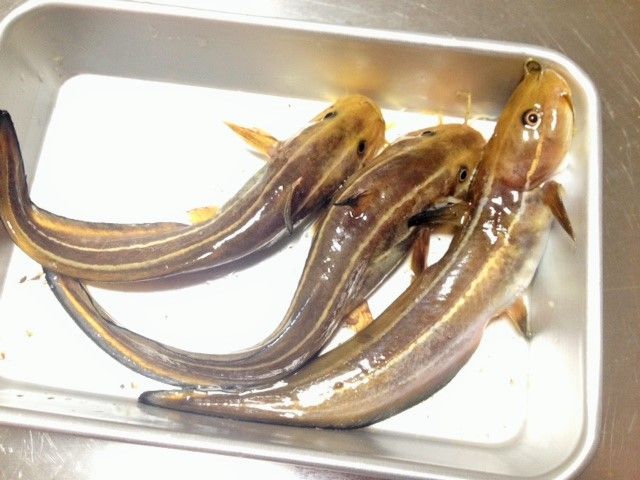 ゴンズイの味噌汁 Puyomeのごはんできてるよ