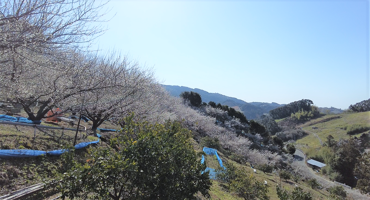 21年2月日 みなべ 田辺の梅の開花状況 石神田辺梅林は6分咲きくらい Puyomeのごはんできてるよ 21年2月日 みなべ 田辺の梅の開花状況 石神田辺梅林は6分咲きくらい Puyomeのごはんできてるよ