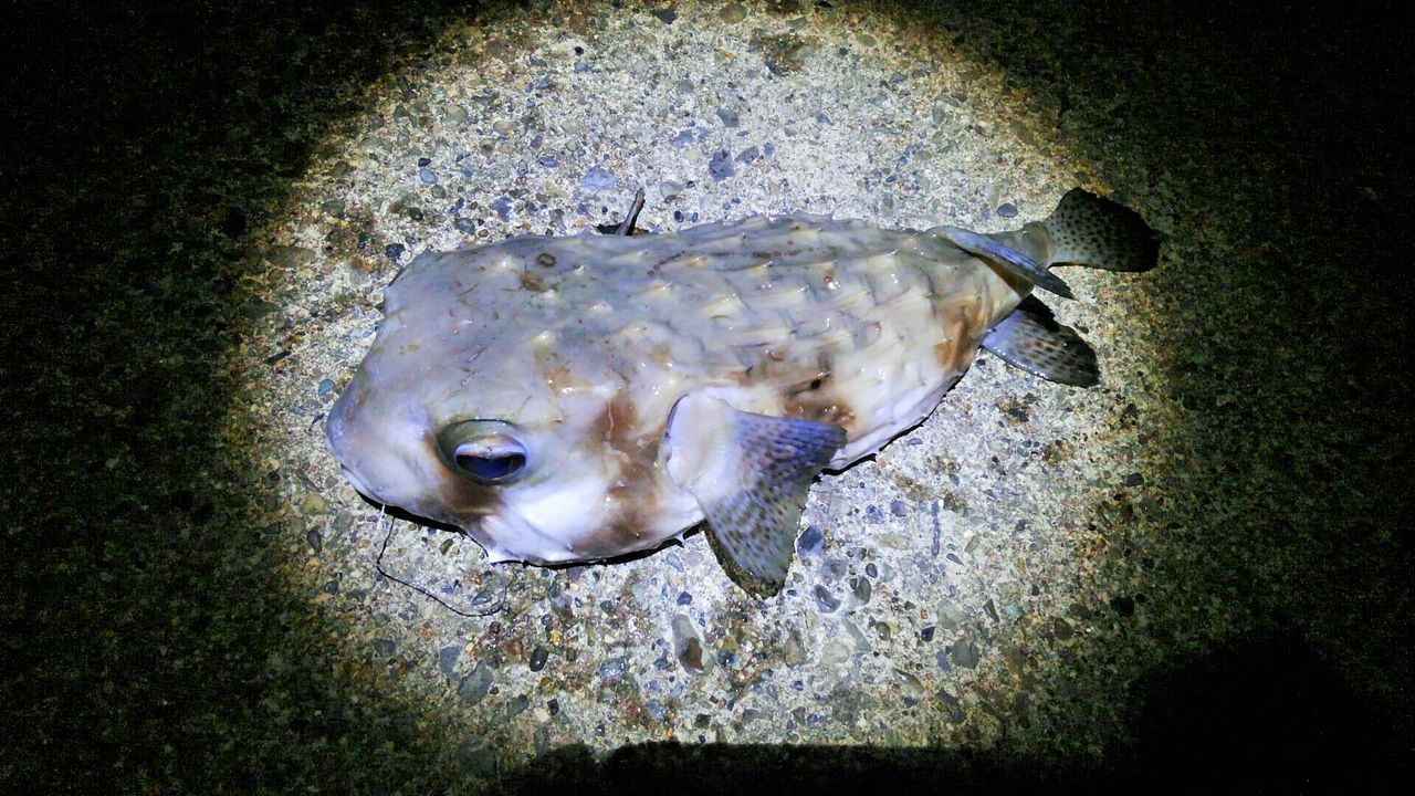 アバサー汁 旦那めし 32 Puyomeのごはんできてるよ