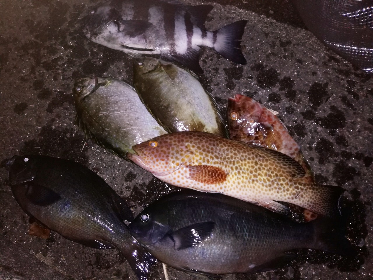 今日のごはんできてるよ 109 頂いた魚で何しよ ゚w゚ Puyomeのごはんできてるよ 今日のごはんできてるよ 109 頂いた魚で何しよ ゚w゚ Puyomeのごはんできてるよ