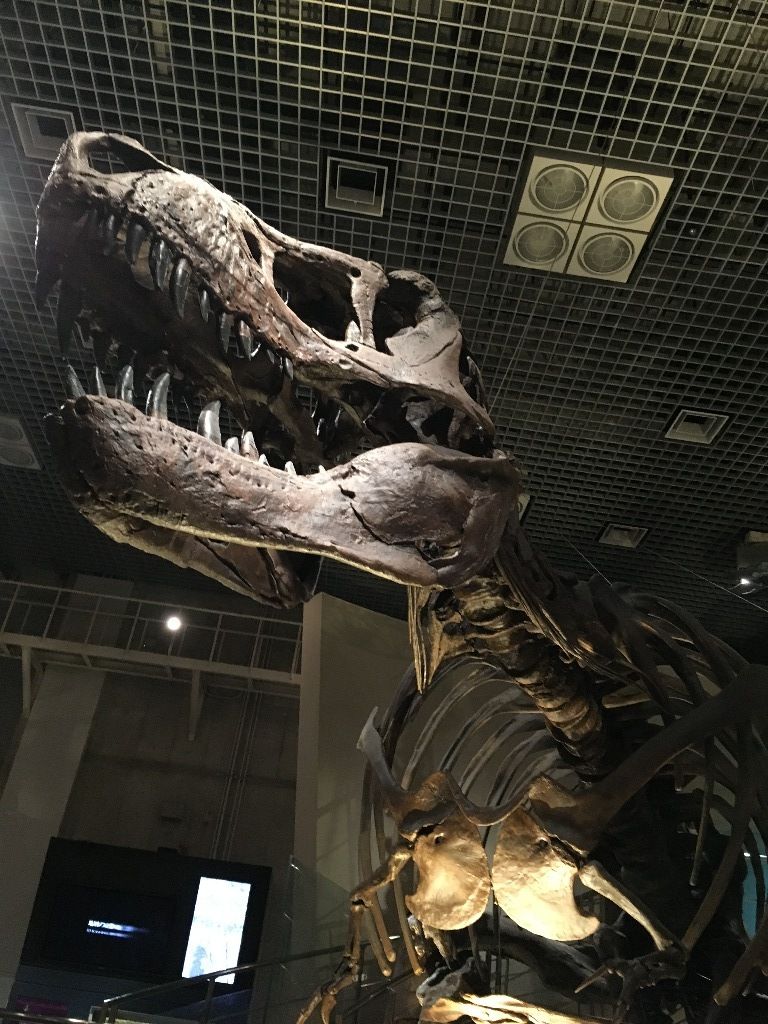 イメージ 12