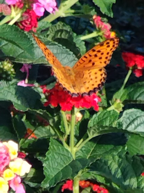 HORIZON_0001_BURST20251015142006054_COVER