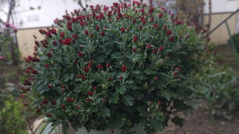 HORIZON_0001_BURST20251018163028543_COVER