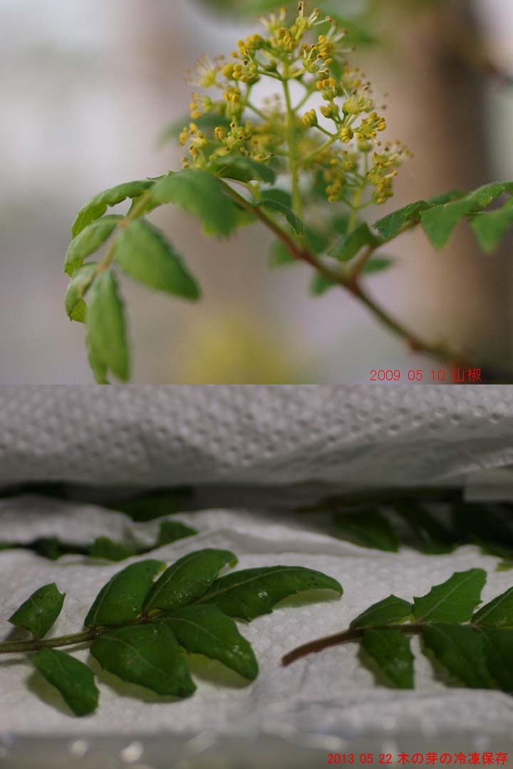 13 05 22 水 木の芽 の保存 Saku Loft Garden 気まぐれdiary