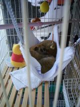 �褳