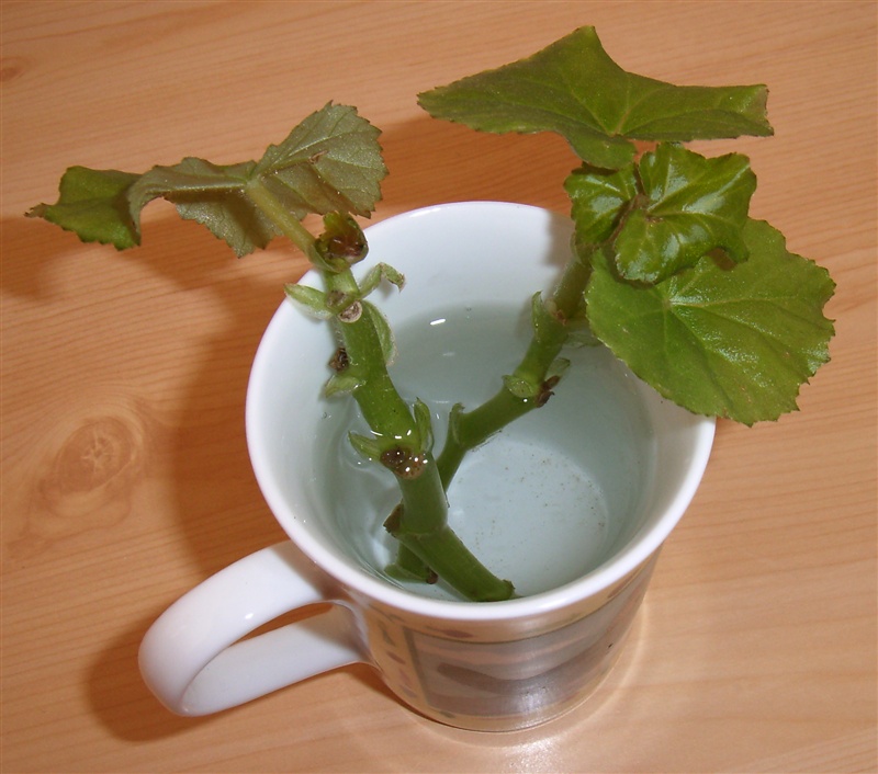 エラチオール ベゴニア 園芸日記