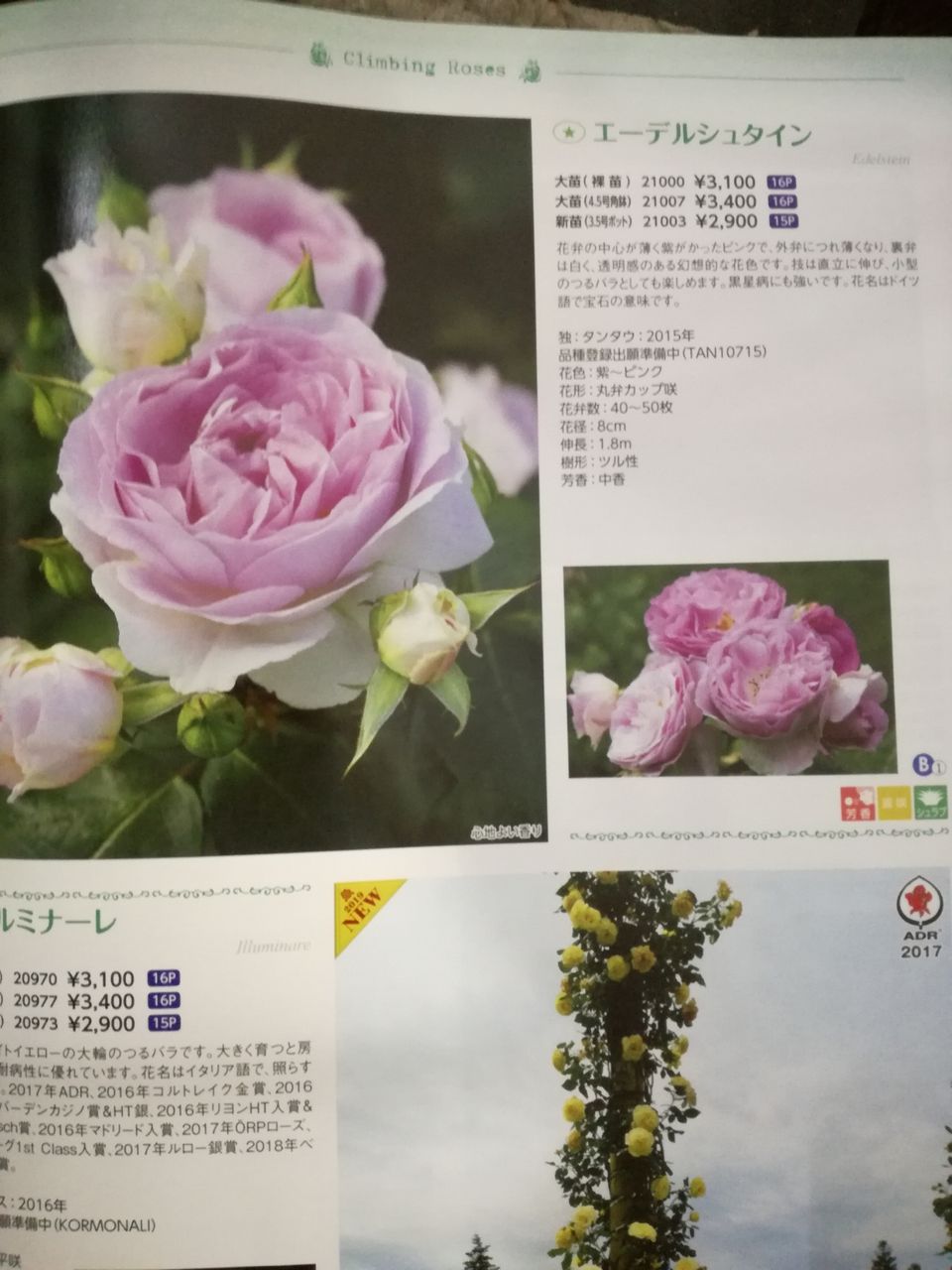 京成バラ園芸のカタログ続き 花冠の庭