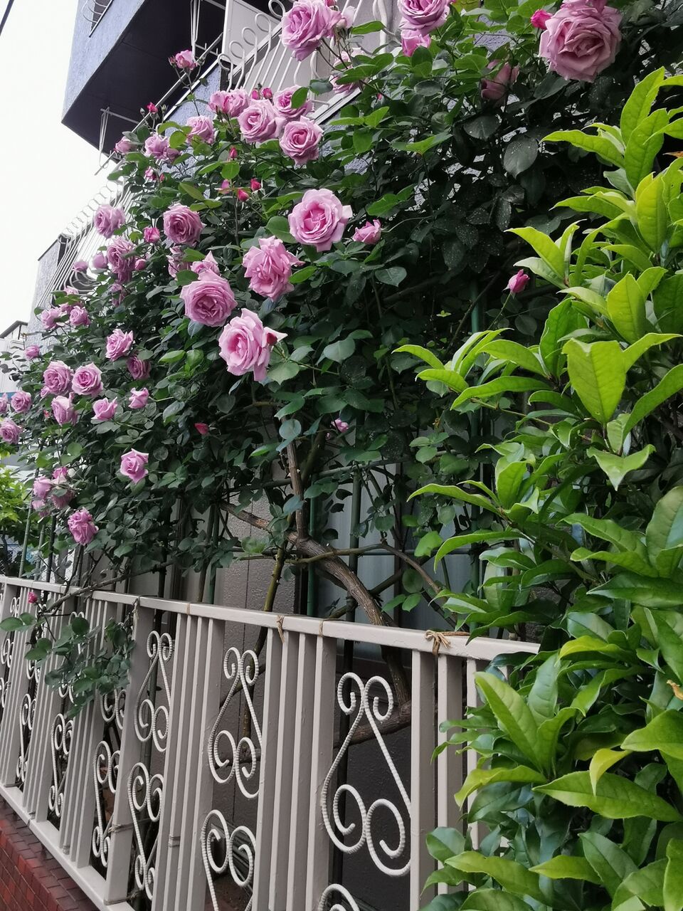 バラの家２０２１年春新品種発売 花冠の庭