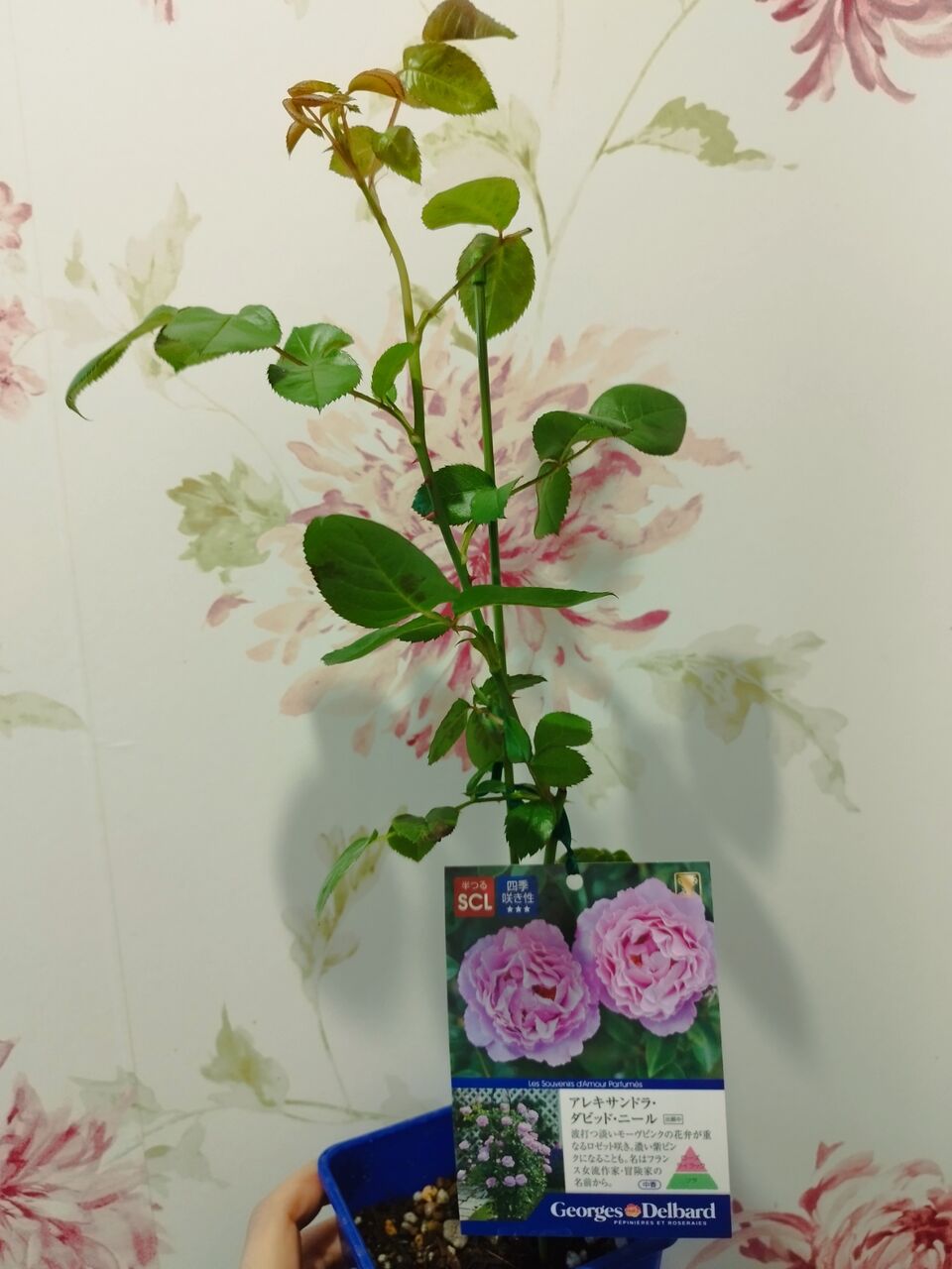 和バラ開花苗ニ苗