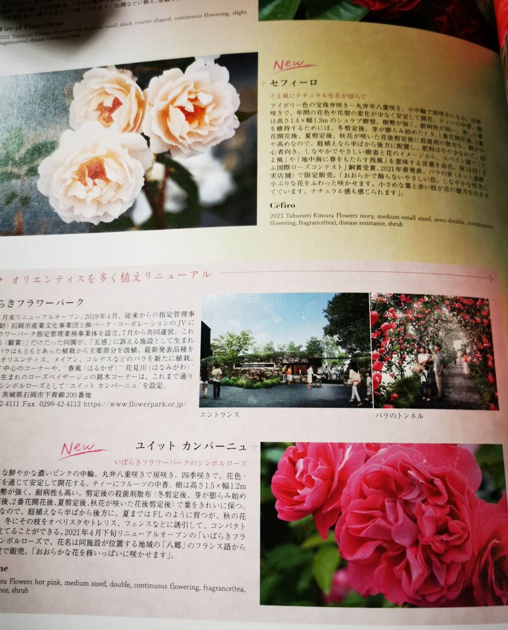 Newroses最新号no２９来た 花冠の庭