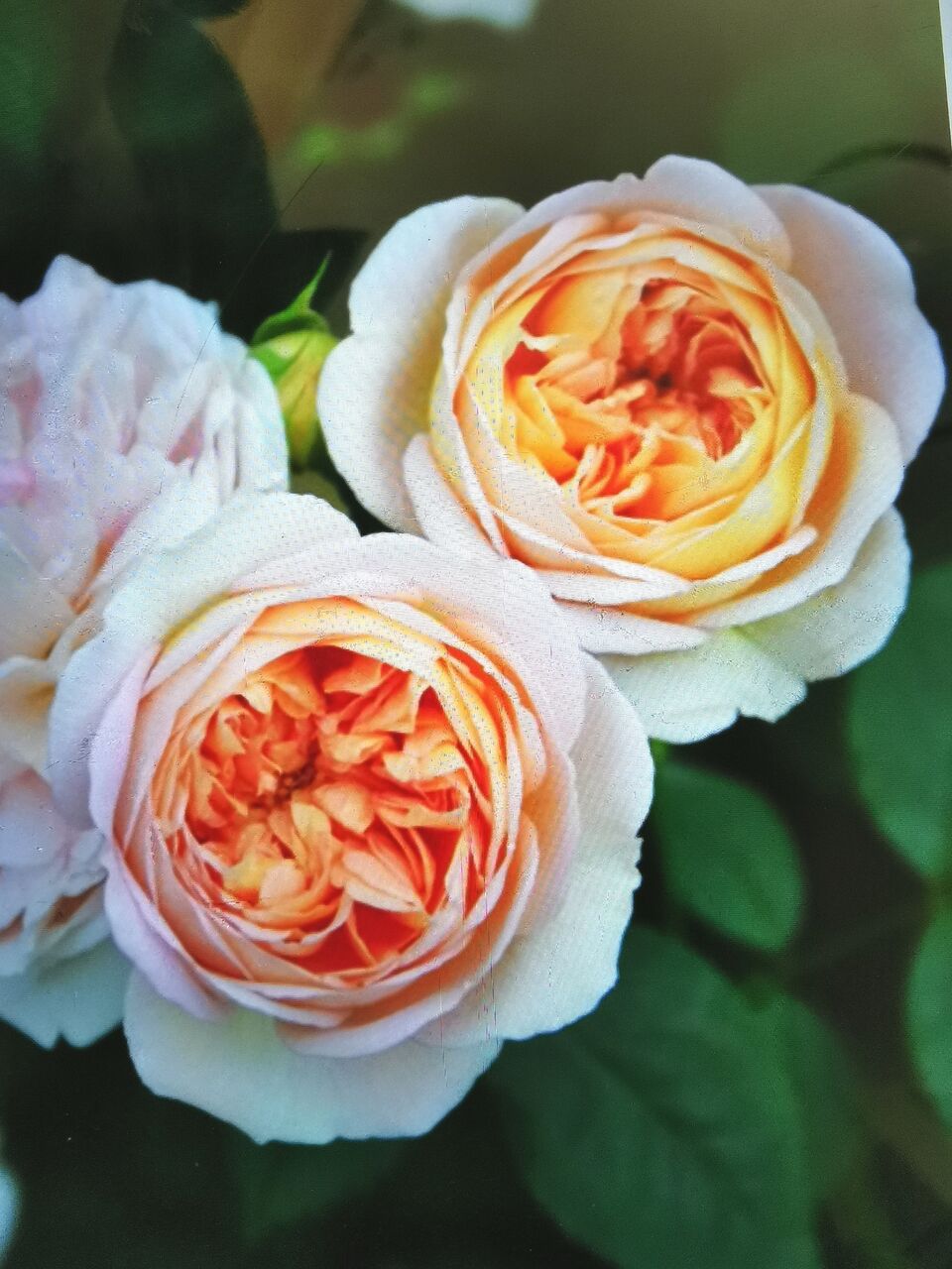 バラ 大苗予約しちゃいました 花冠の庭 バラ 大苗予約しちゃいました 花冠の庭