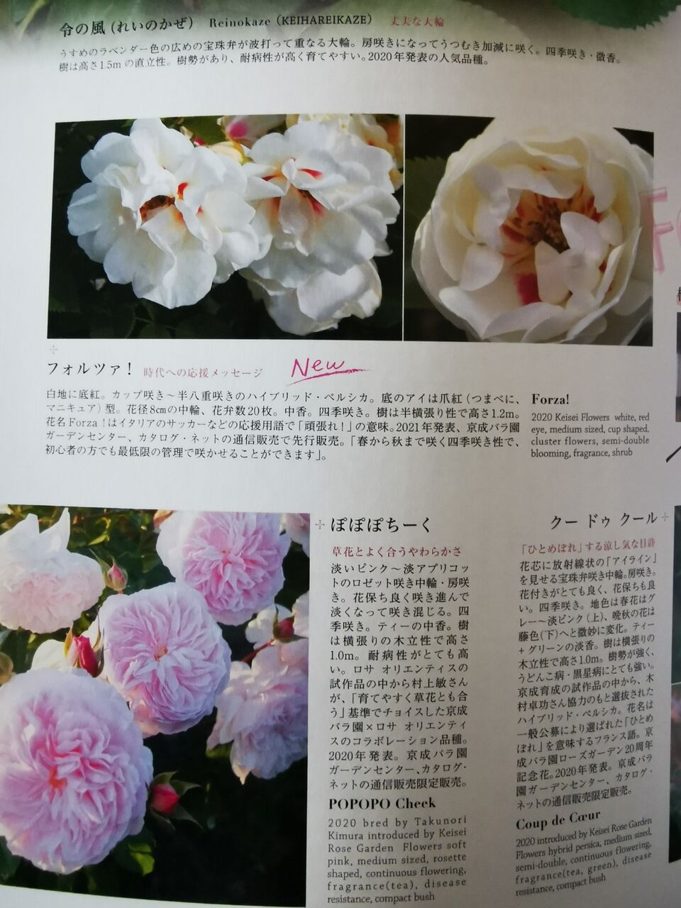 Newroses最新号no29来た 花冠の庭 Newroses最新号no29来た 花冠の庭
