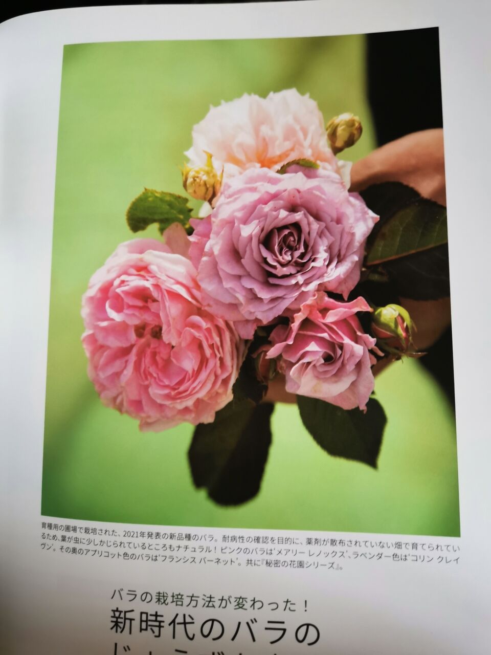バラの家2021年春新品種発売 花冠の庭 バラの家2021年春新品種発売 花冠の庭