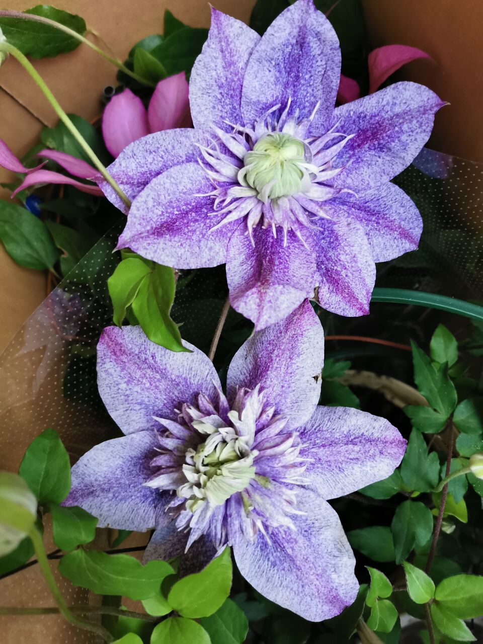 予約クレマチスと新苗が到着 花冠の庭 予約クレマチスと新苗が到着 花冠の庭