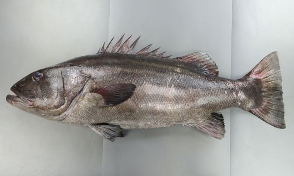 ookutiisinagi