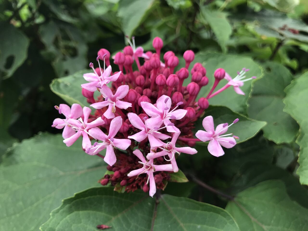 ボタンクサギ 牡丹臭木 酒とケモノと人間と ボタンクサギ 牡丹臭木 酒とケモノと人間と