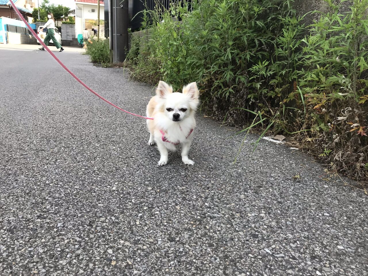 ドクダミ 酒とケモノと人間と