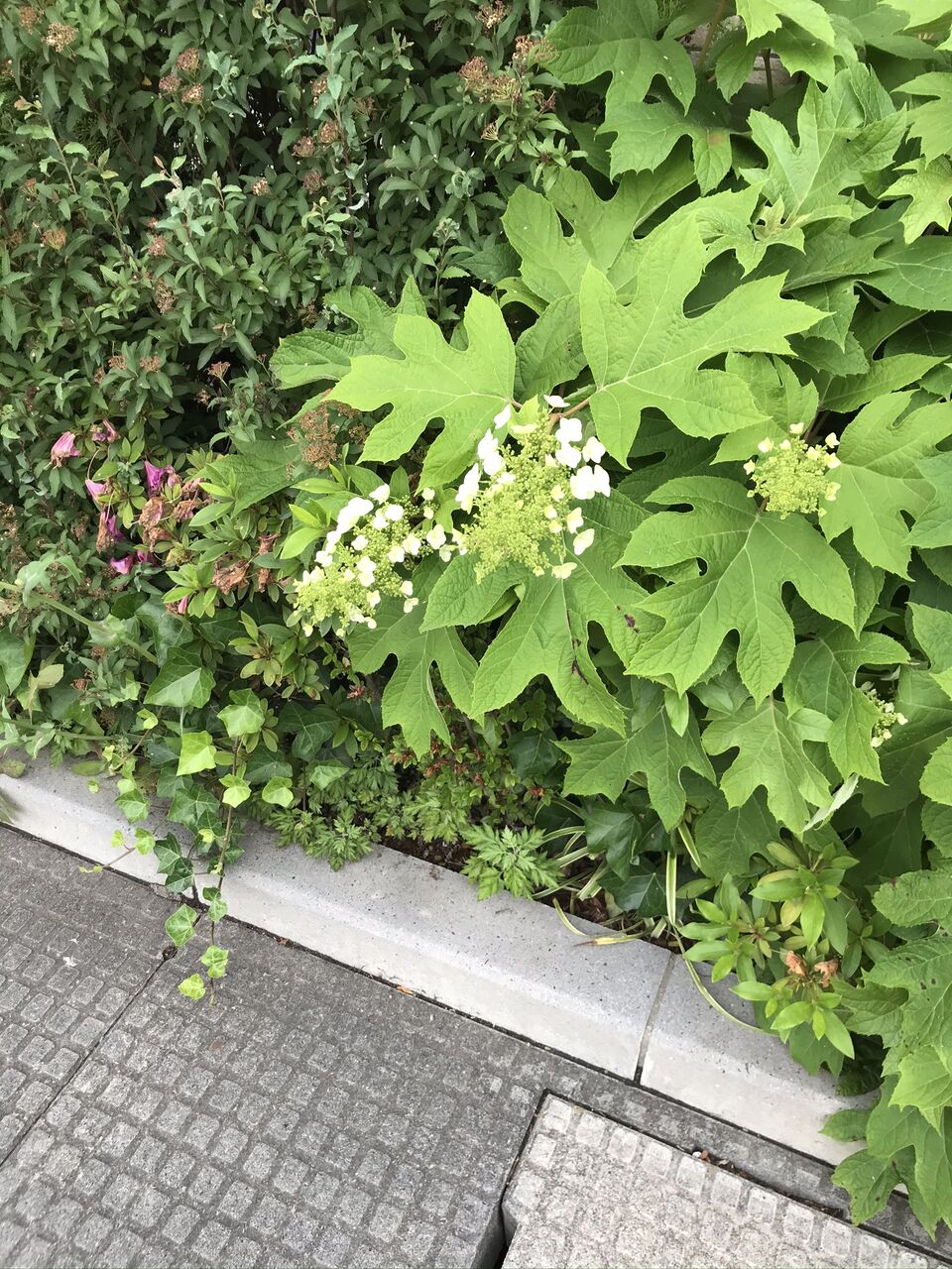 カシワバアジサイ 柏葉紫陽花 酒とケモノと人間と カシワバアジサイ 柏葉紫陽花 酒とケモノと人間と