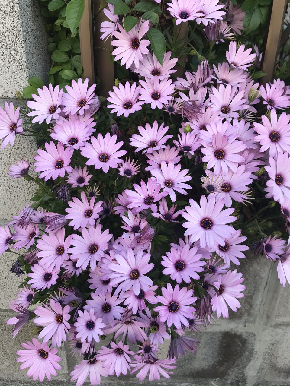 オオデマリ と コデマリ 酒とケモノと人間と オオデマリ と コデマリ 酒とケモノと人間と