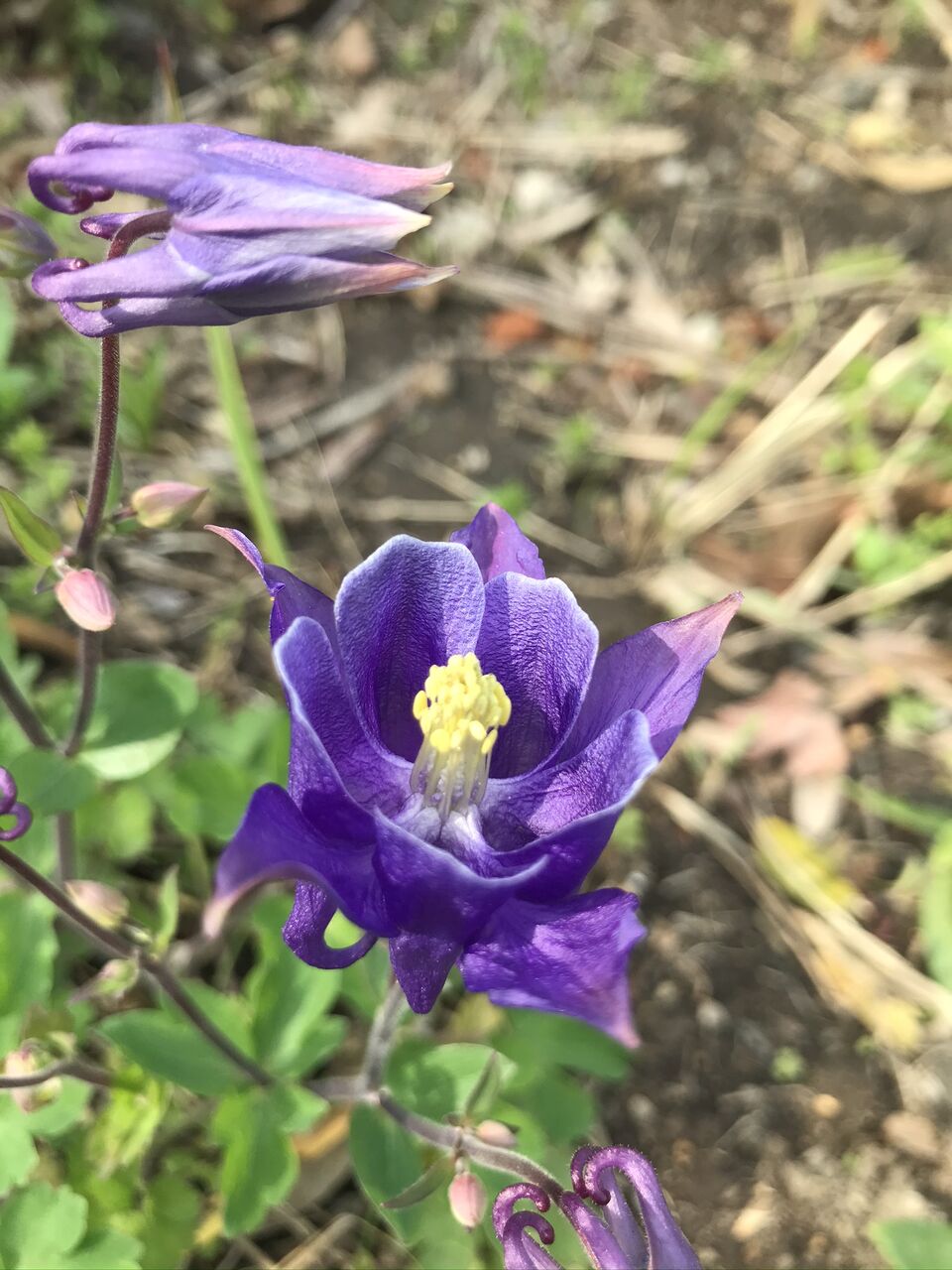 オダマキ 苧環 酒とケモノと人間と