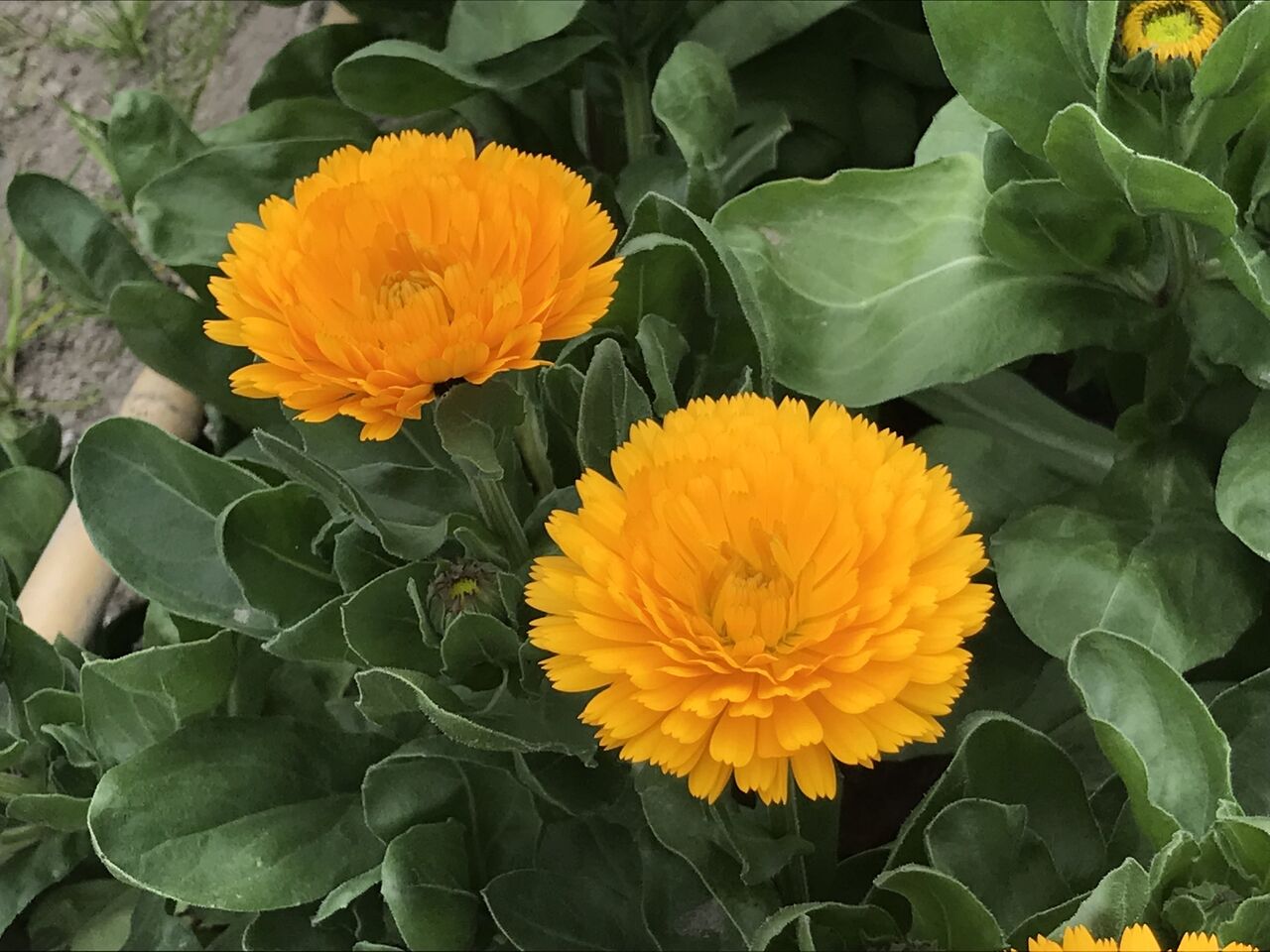 もう春だよ 花特集 酒とケモノと人間と