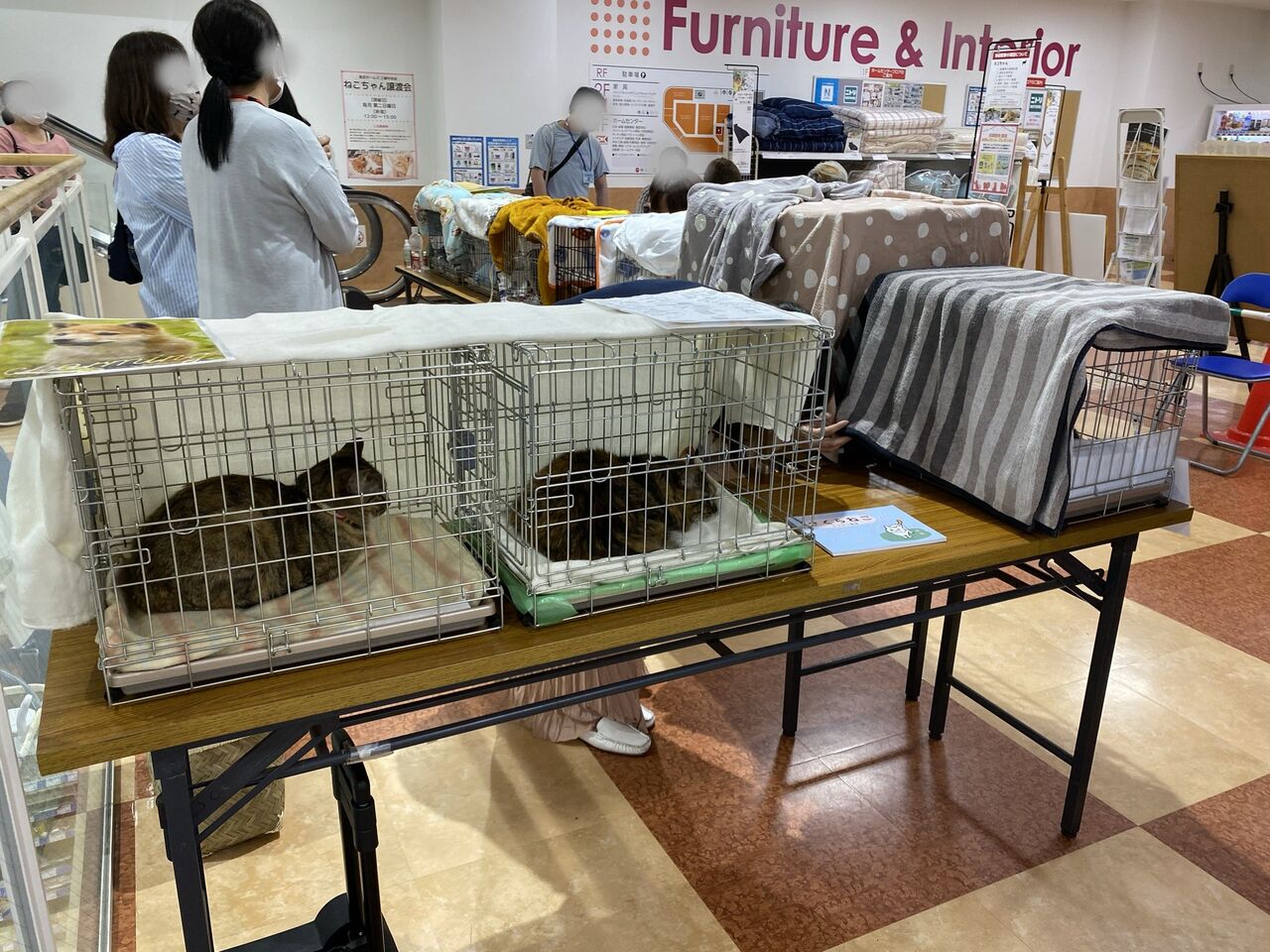 島忠ホームズ保護猫譲渡会が廃止に ニトリが中止を指示 酒とケモノと人間と