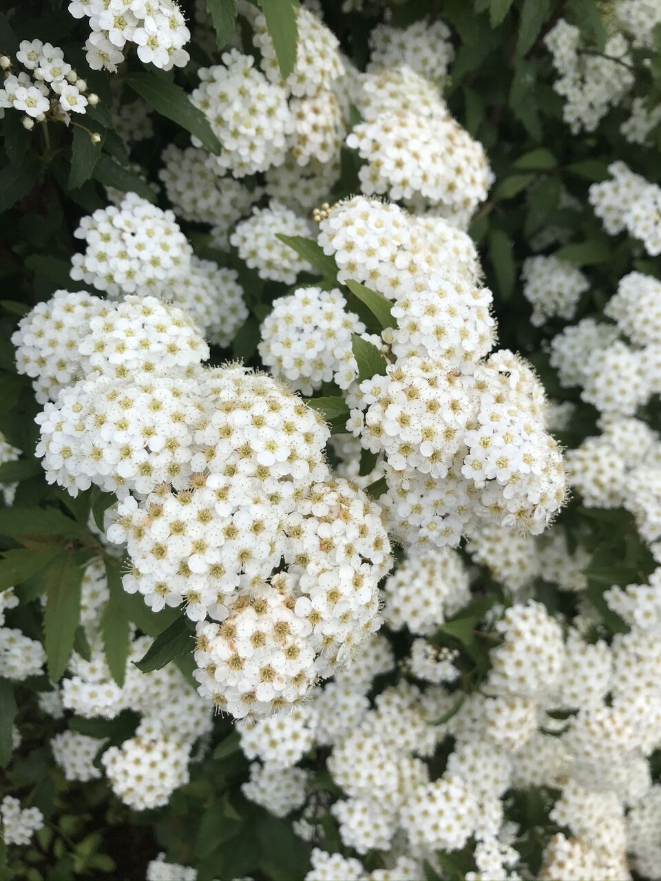 オオデマリ と コデマリ 酒とケモノと人間と オオデマリ と コデマリ 酒とケモノと人間と
