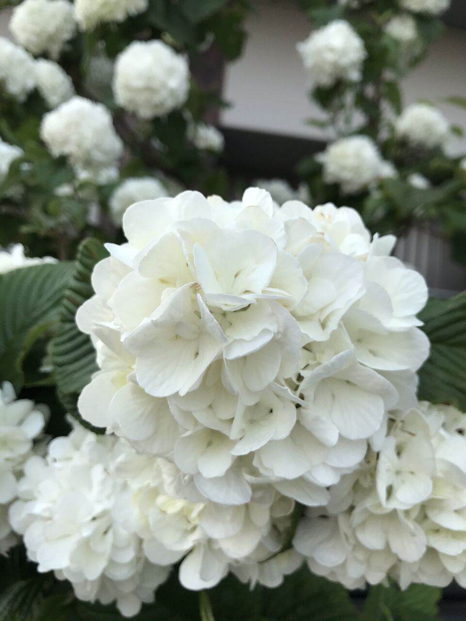 オオデマリ と コデマリ 酒とケモノと人間と オオデマリ と コデマリ 酒とケモノと人間と