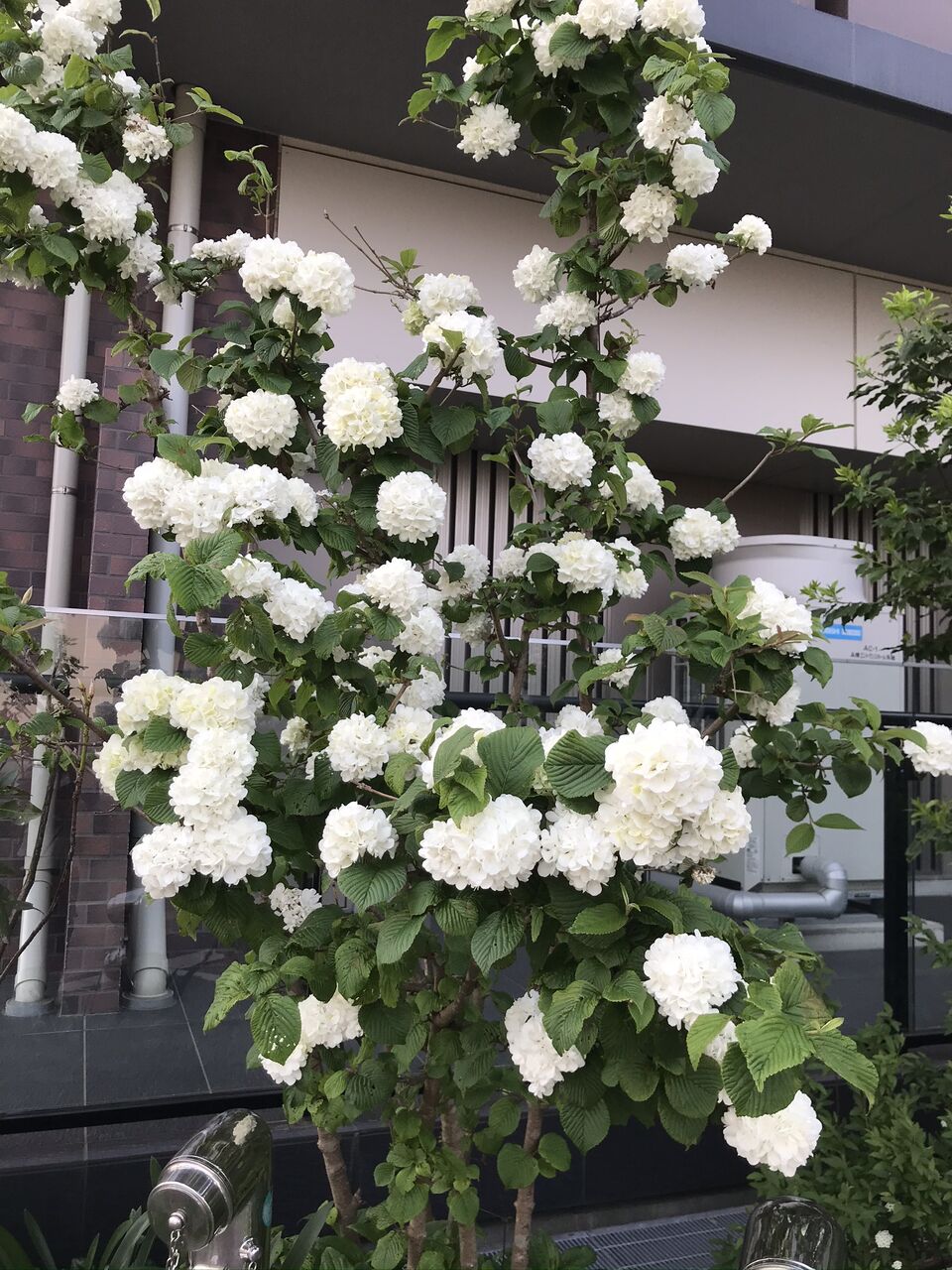 オオデマリ と コデマリ 酒とケモノと人間と オオデマリ と コデマリ 酒とケモノと人間と